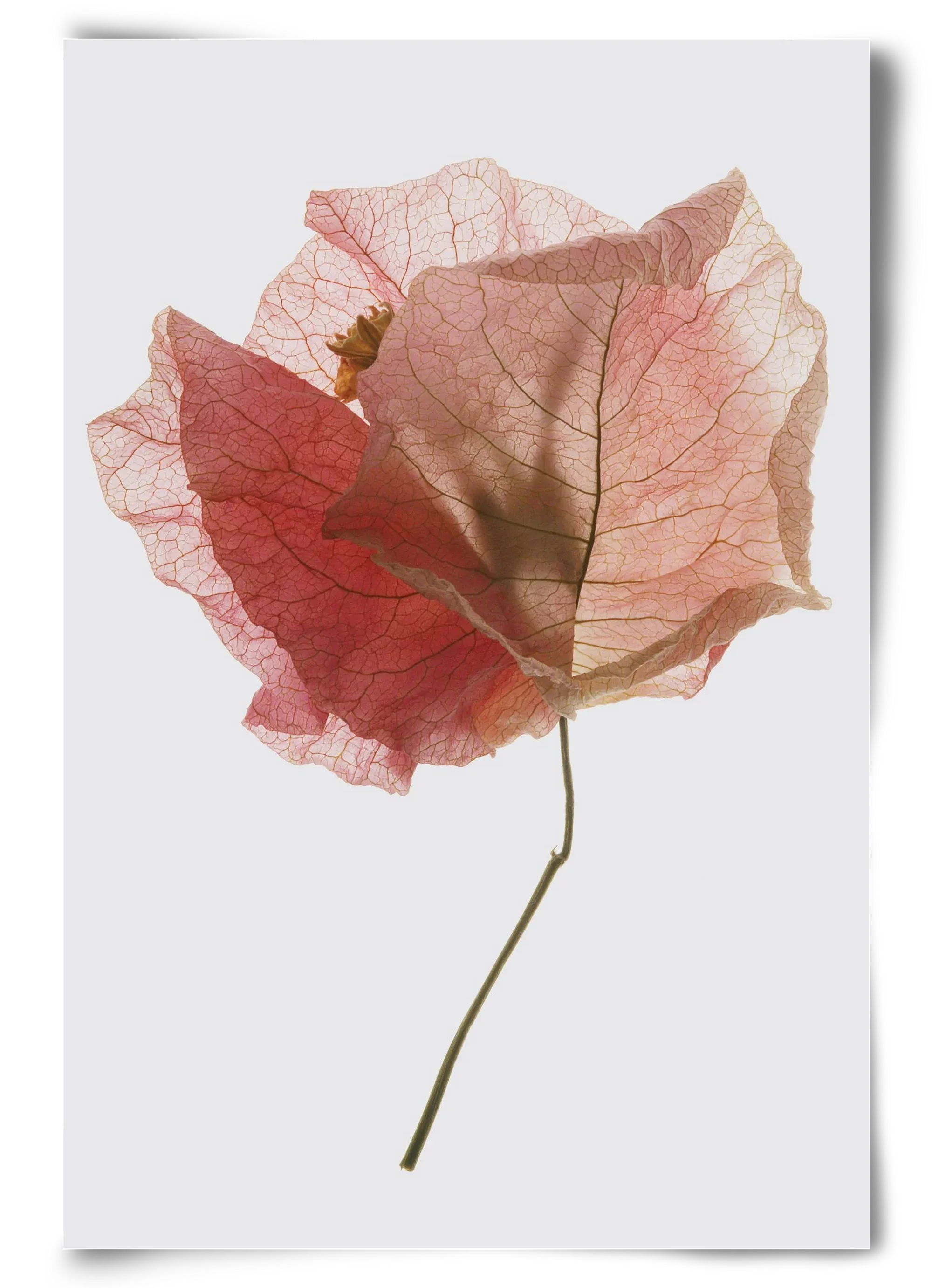 Bougainvillea study - artbridge