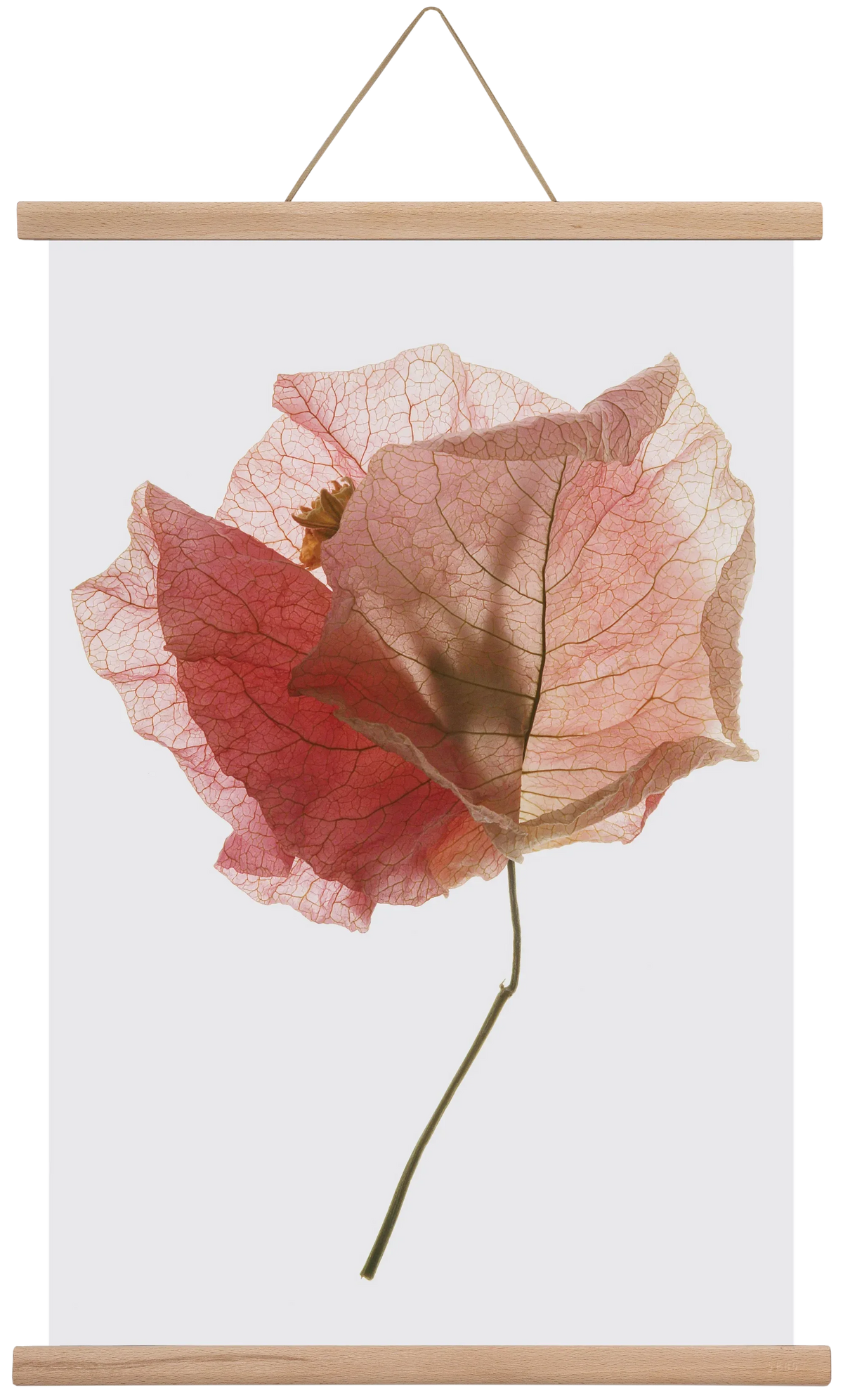 Bougainvillea study - artbridge