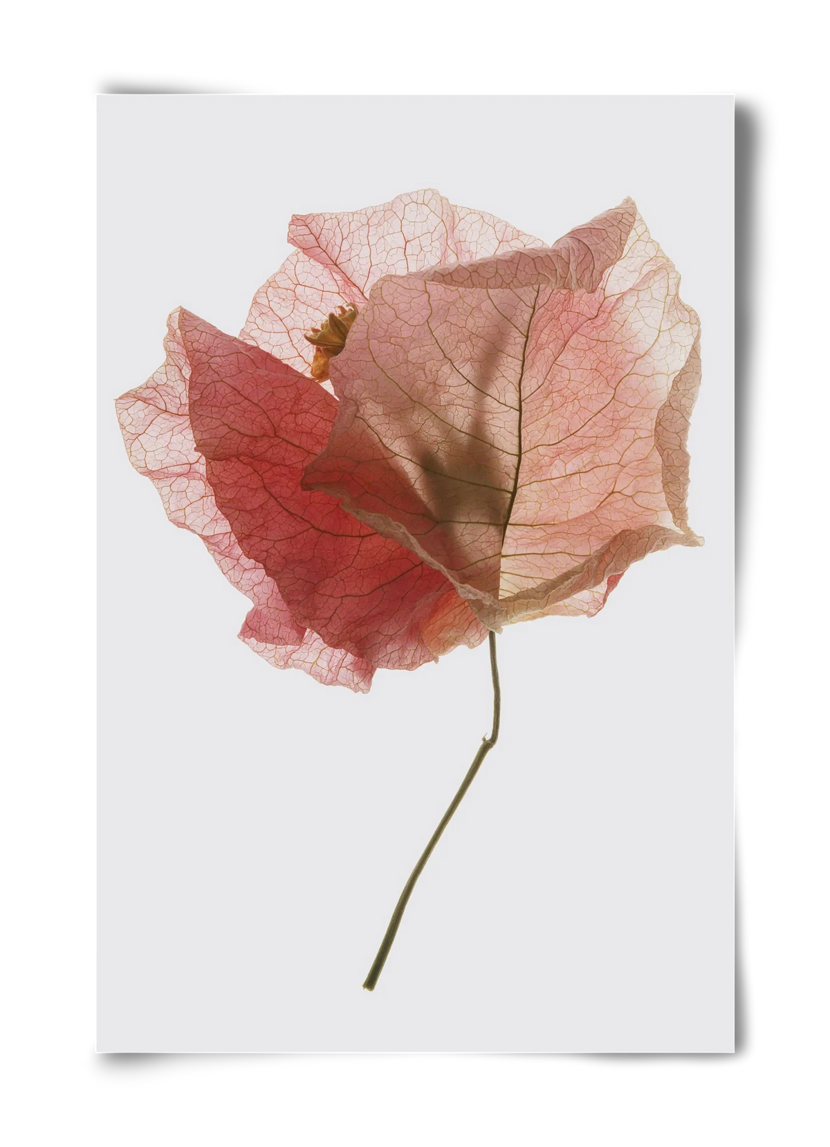 Bougainvillea study - artbridge