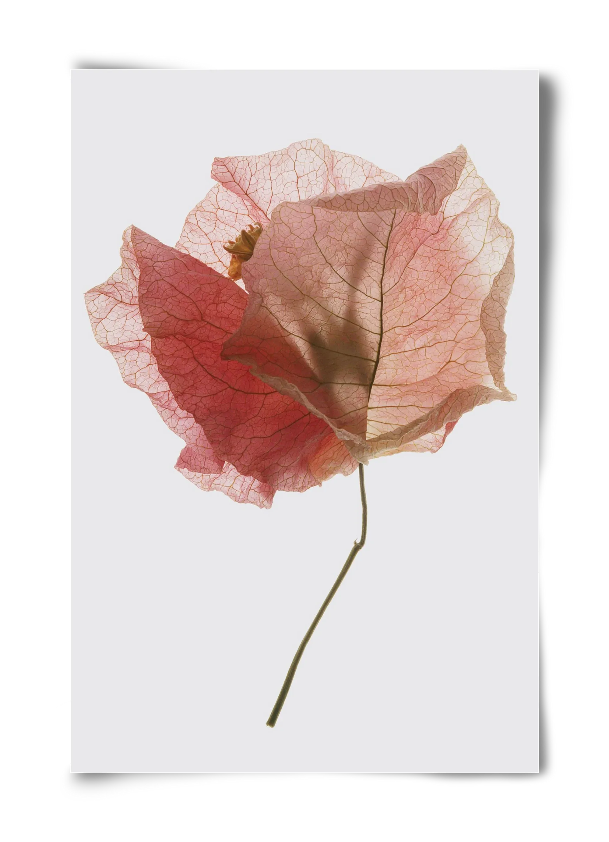 Bougainvillea study - artbridge