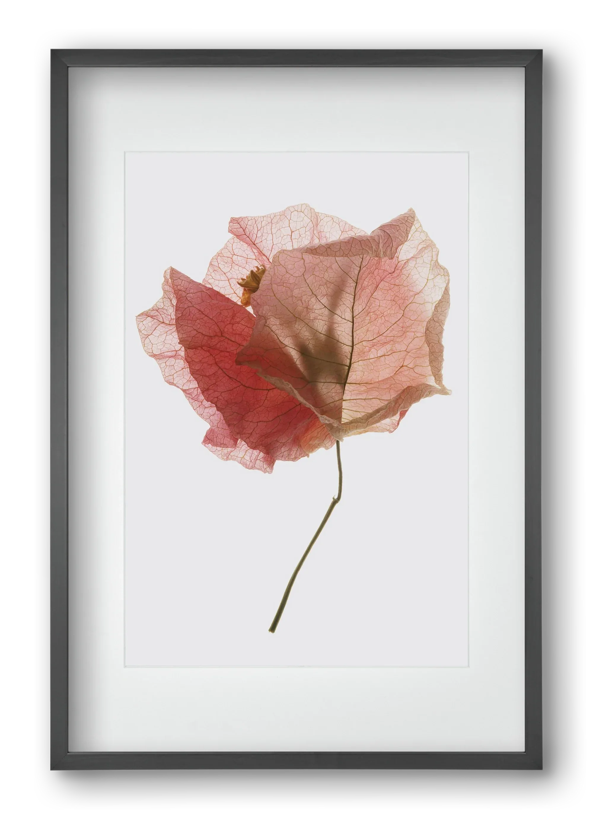 Bougainvillea study - artbridge
