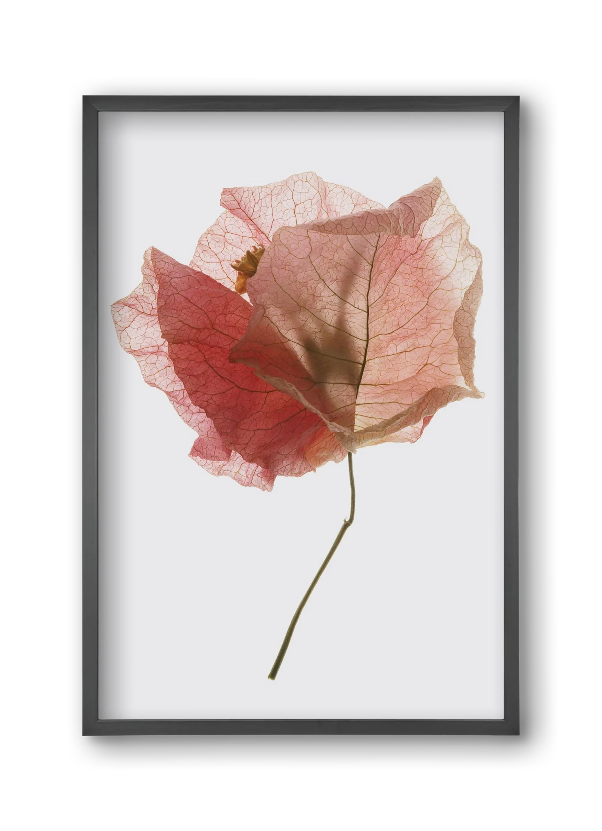 Bougainvillea study - artbridge