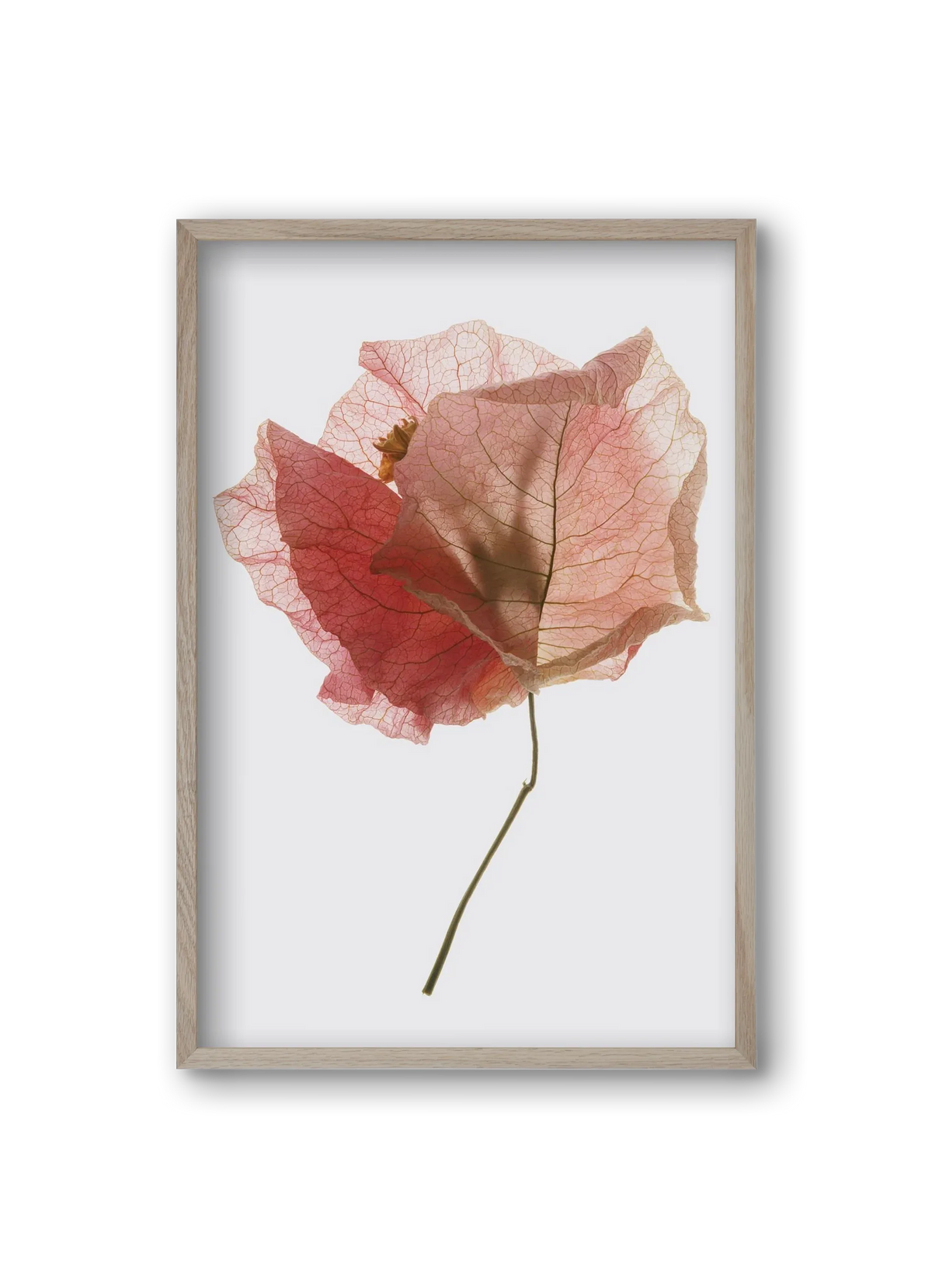 Bougainvillea study - artbridge