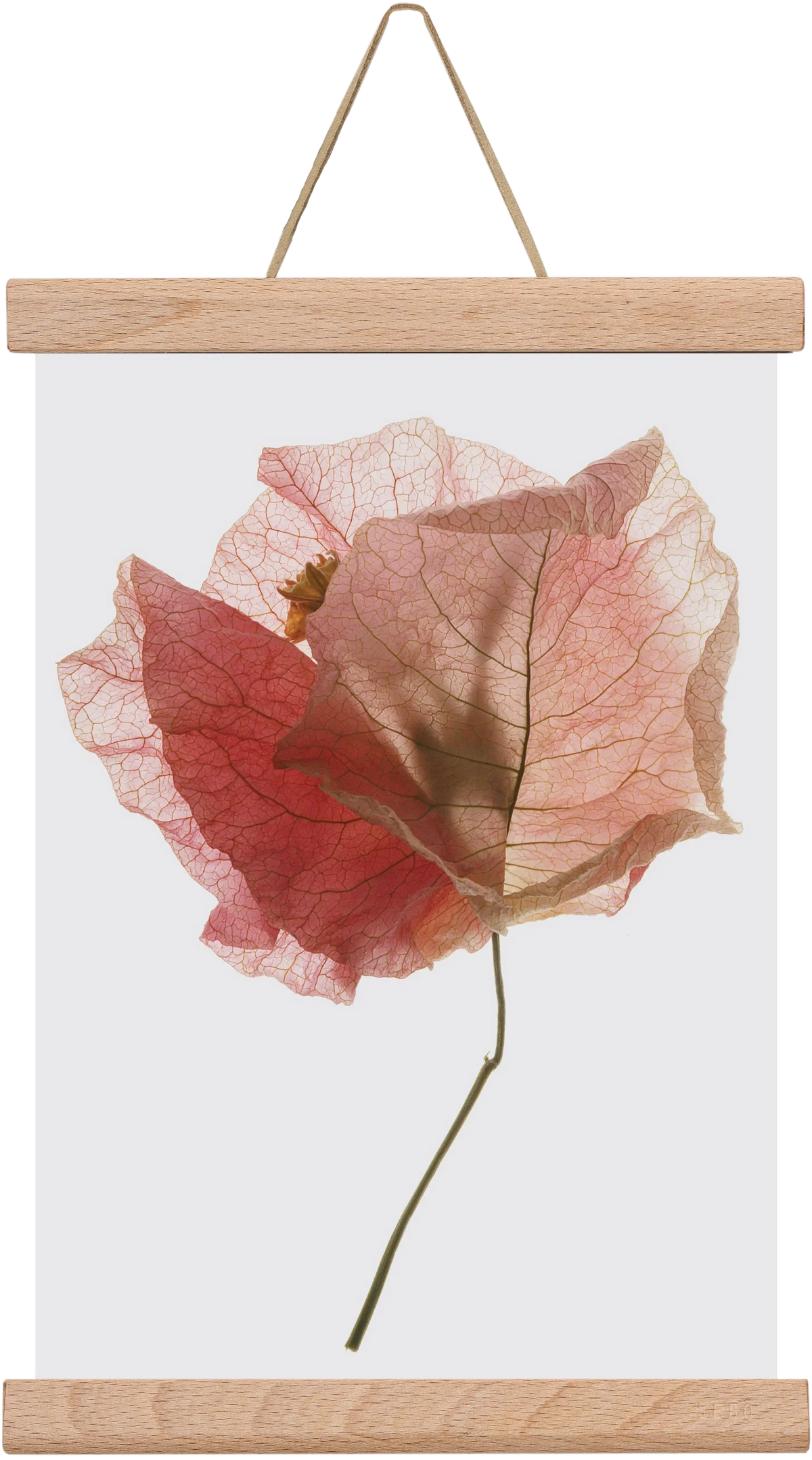 Bougainvillea study - artbridge