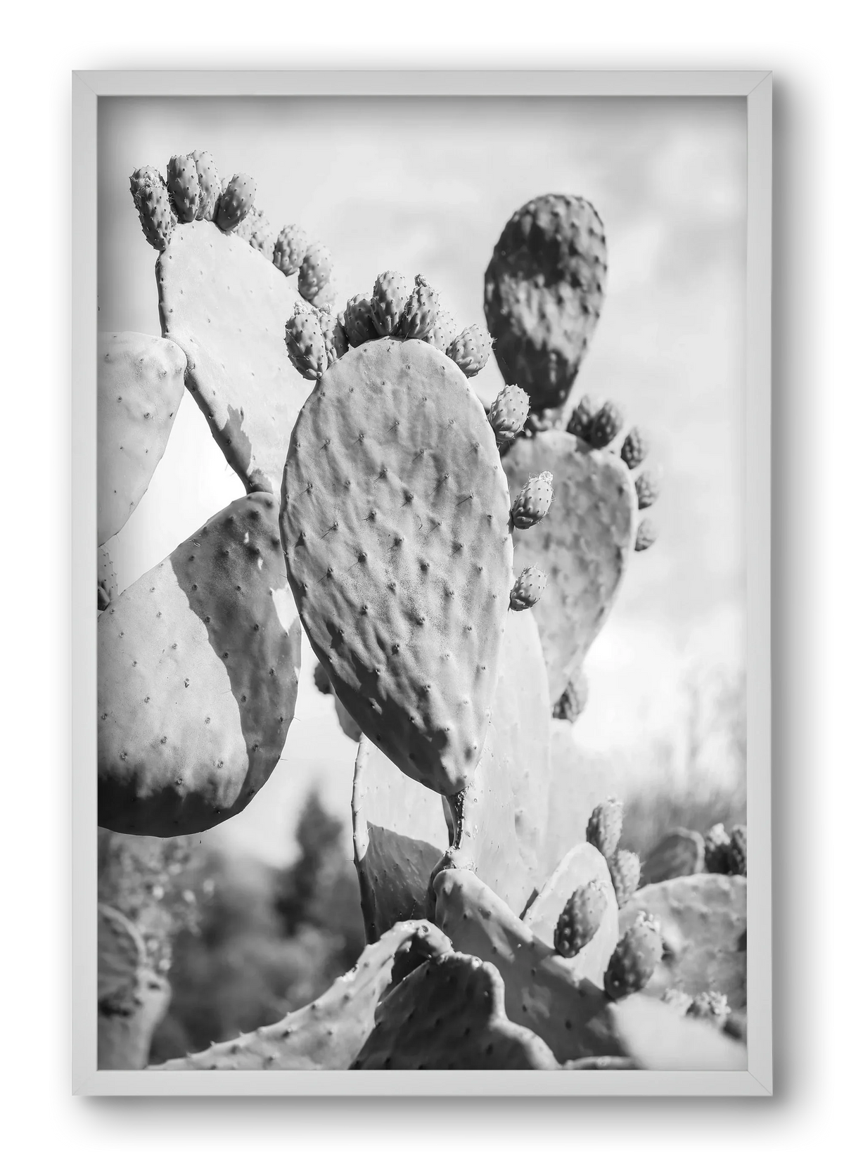 Cacti Cowboy - artbridge