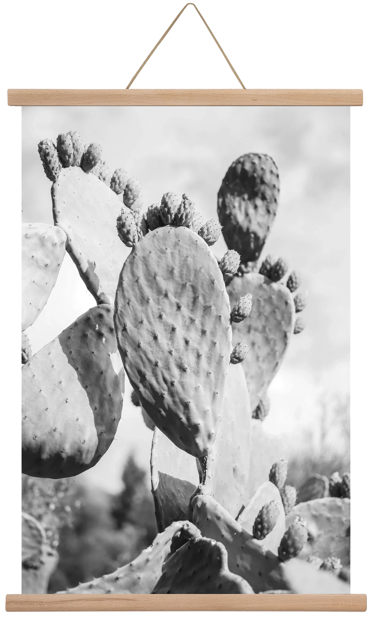 Cacti Cowboy - artbridge