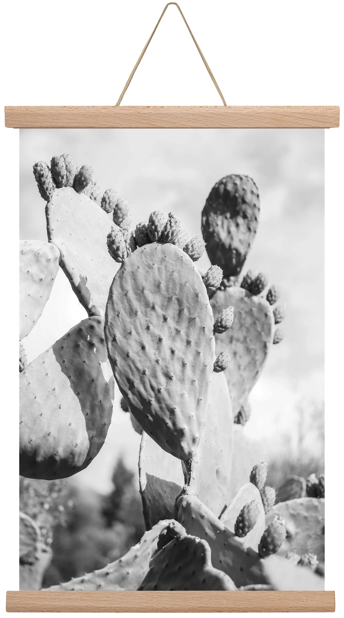Cacti Cowboy - artbridge