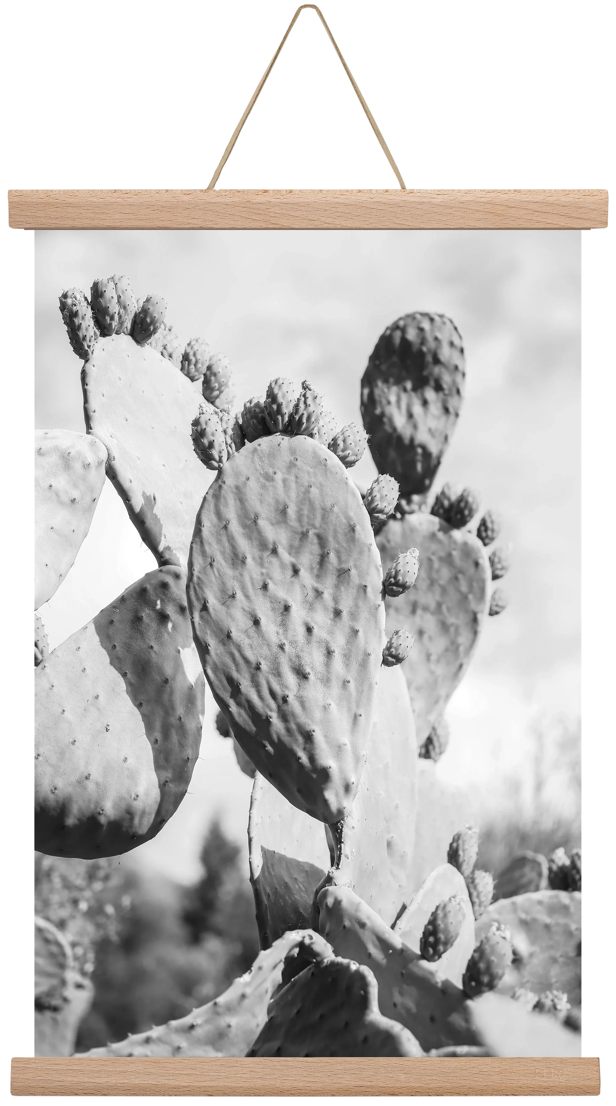 Cacti Cowboy - artbridge