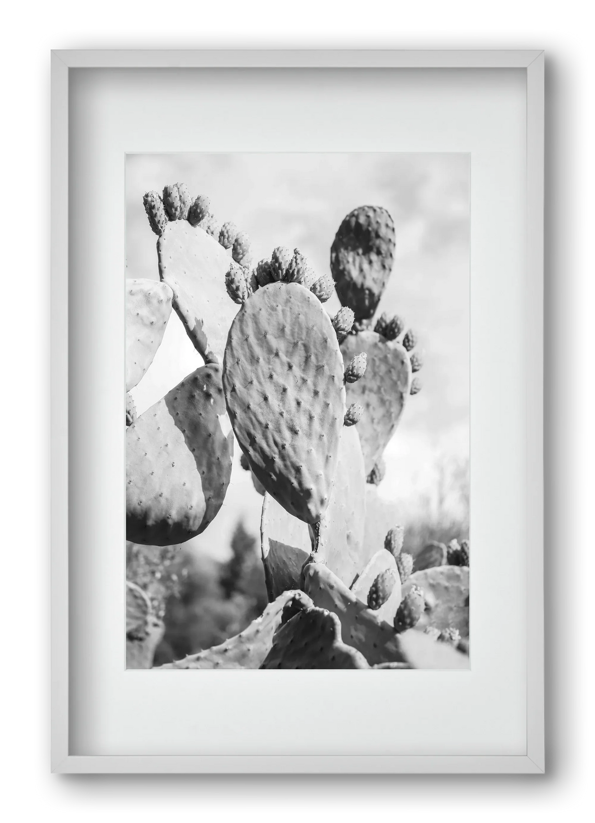 Cacti Cowboy - artbridge