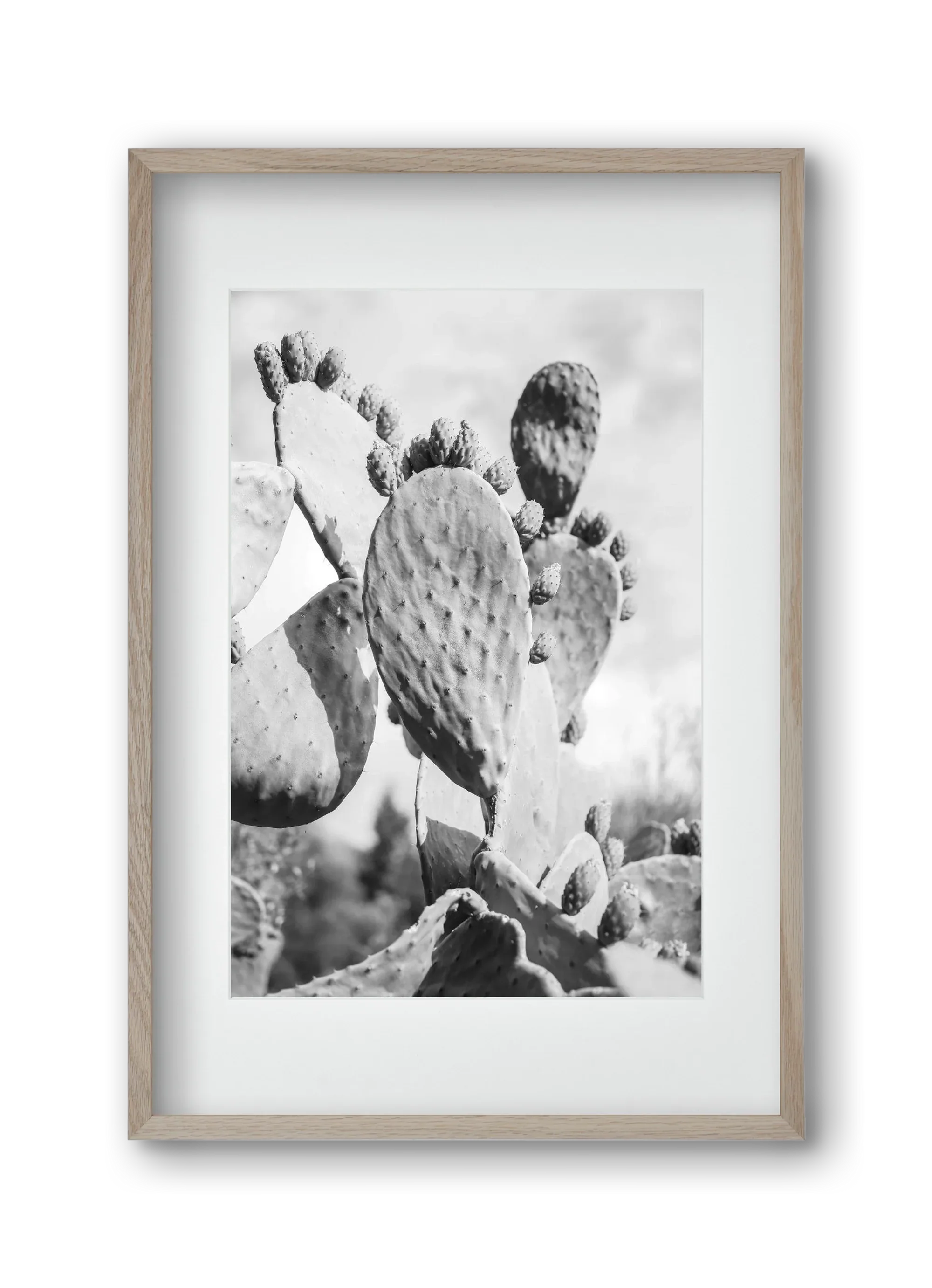 Cacti Cowboy - artbridge