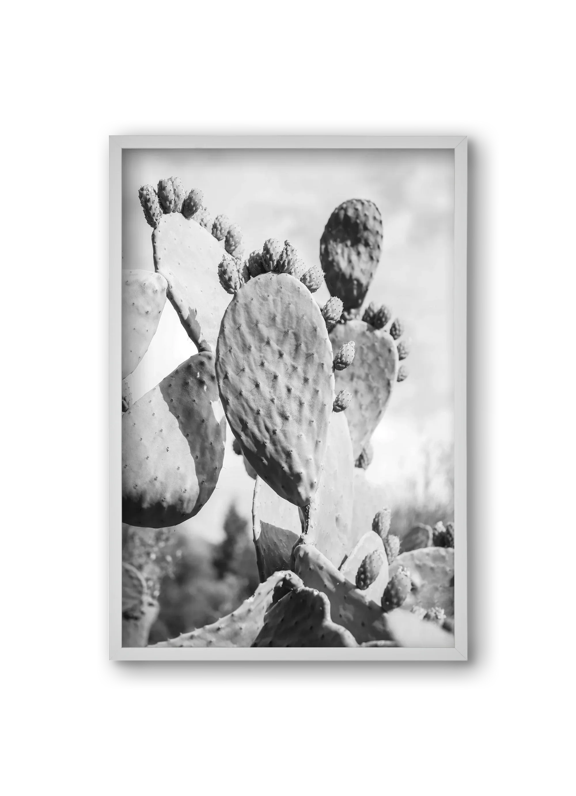 Cacti Cowboy - artbridge