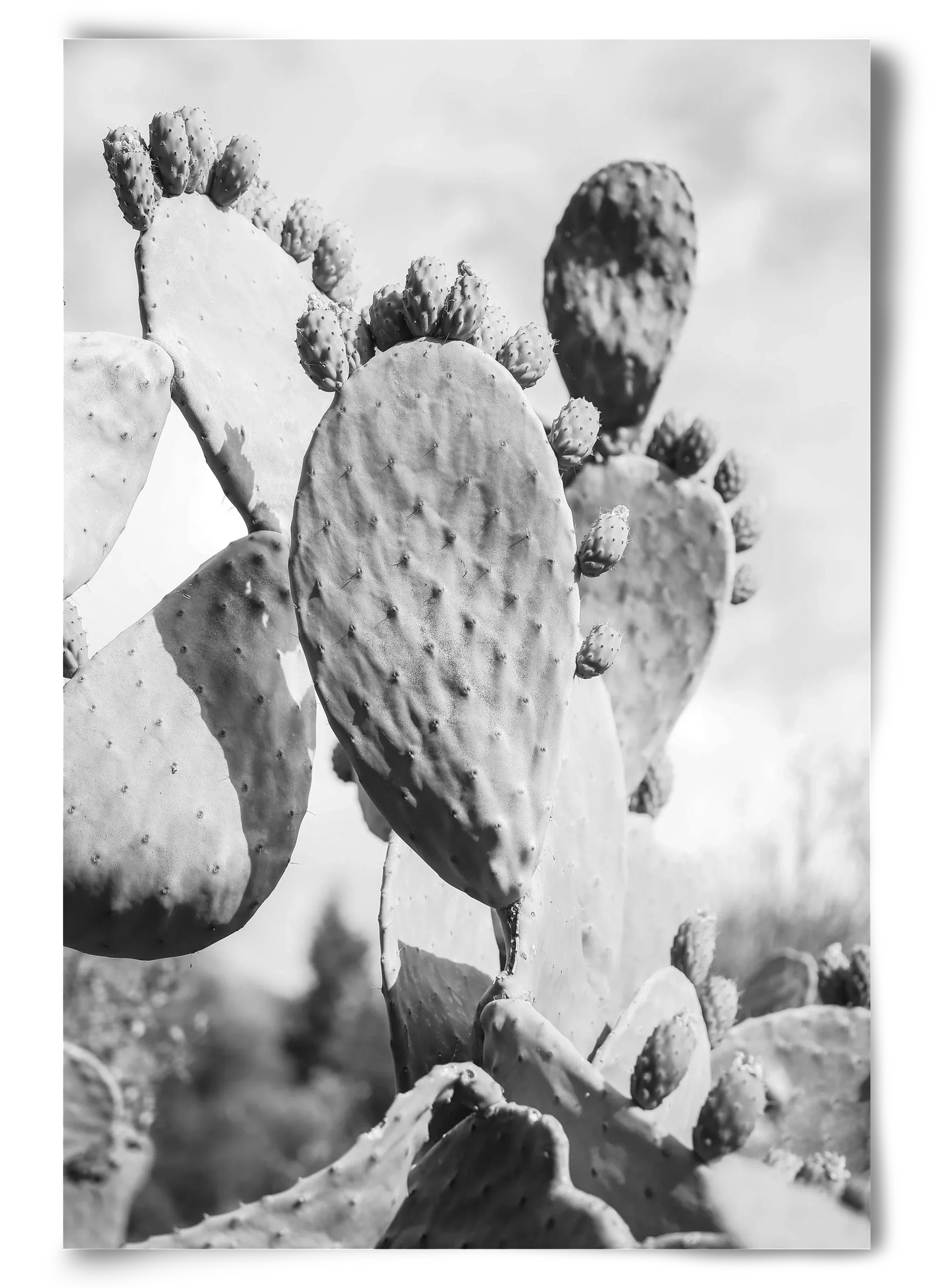 Cacti Cowboy - artbridge