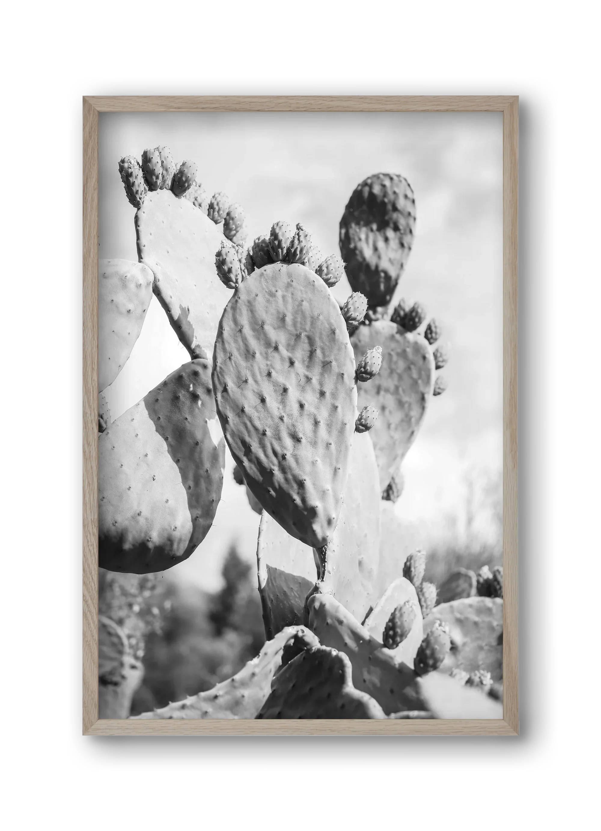 Cacti Cowboy - artbridge