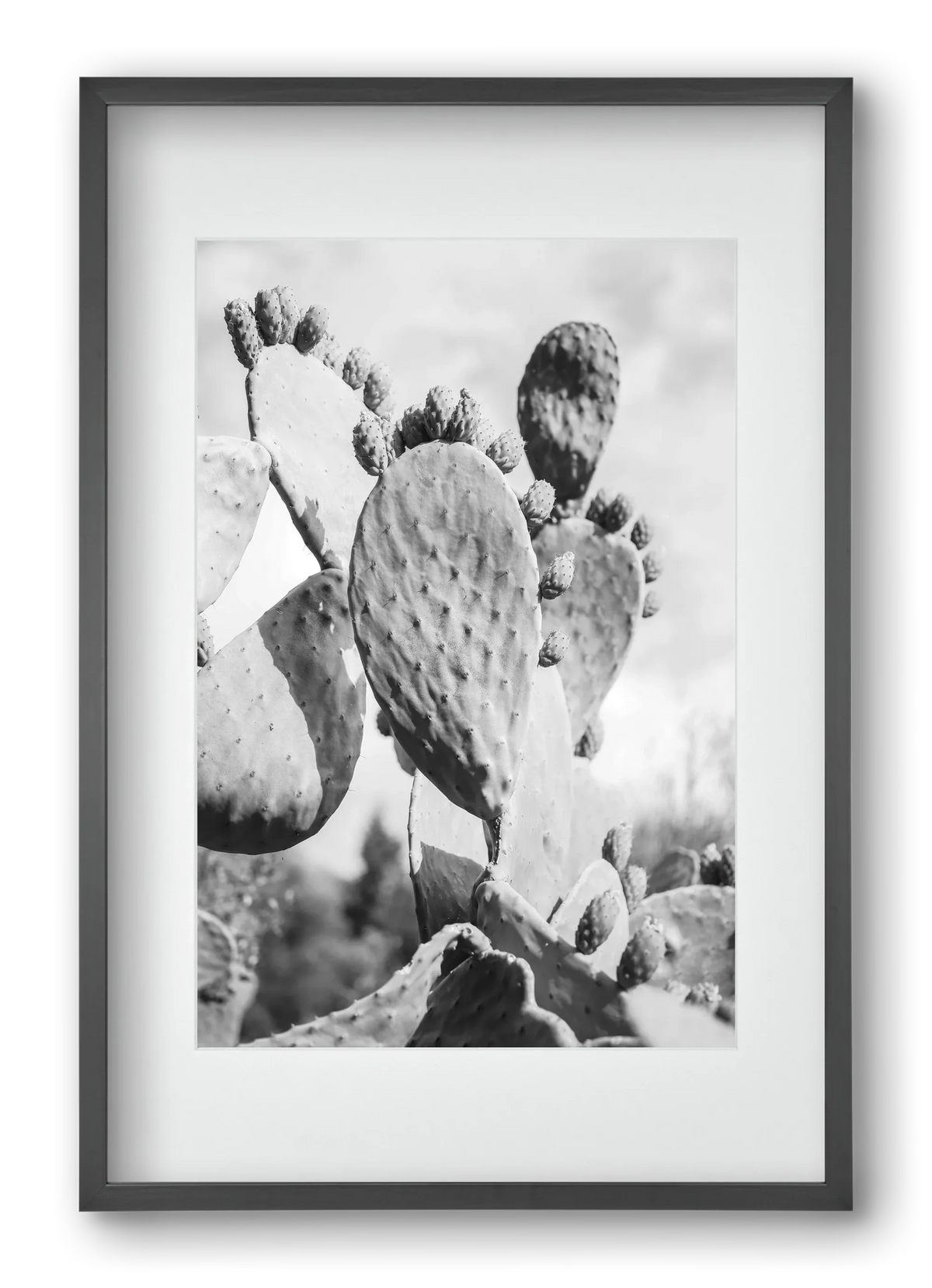 Cacti Cowboy - artbridge