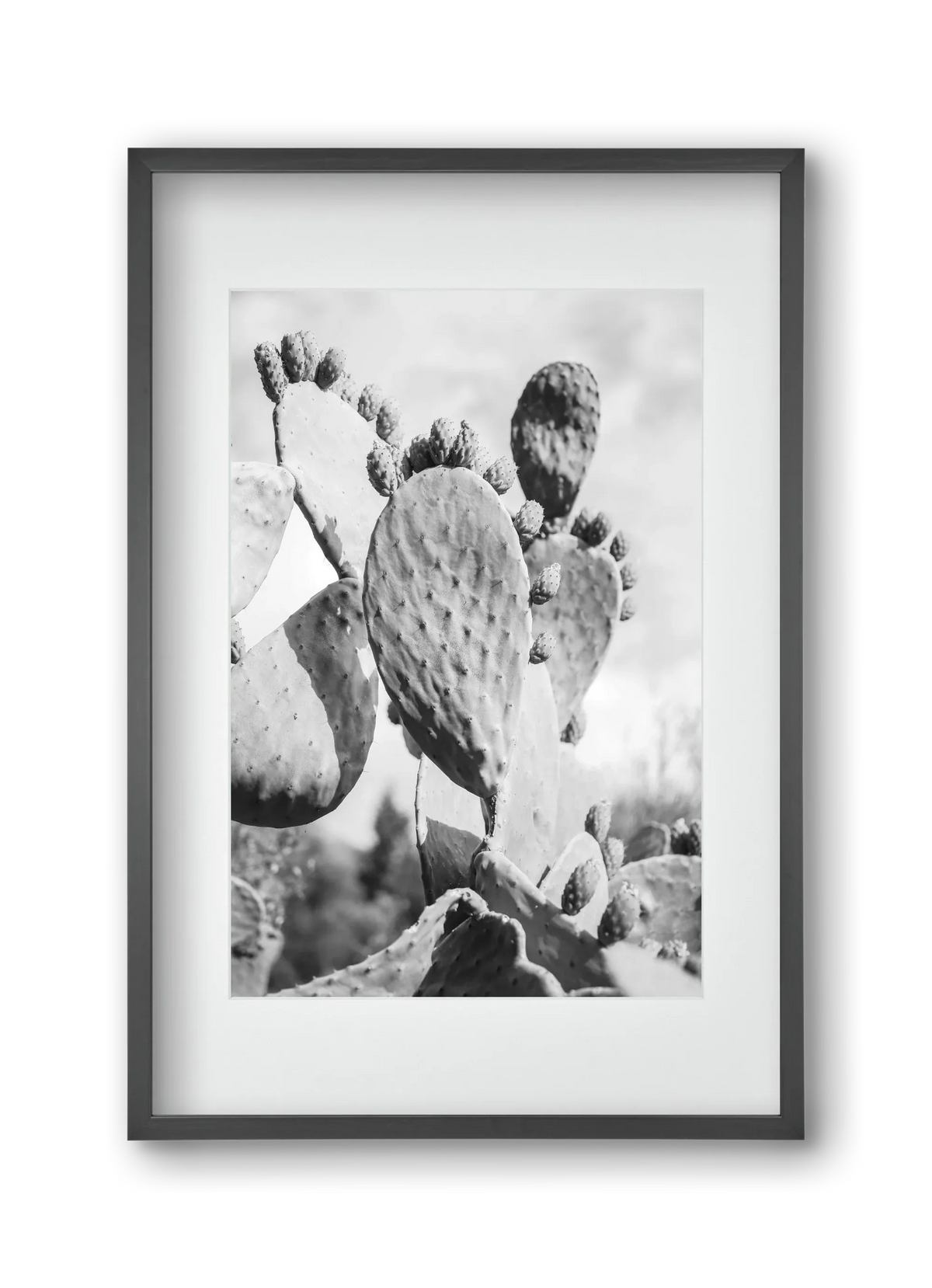 Cacti Cowboy - artbridge
