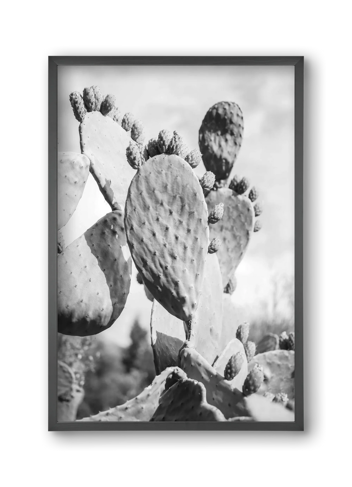 Cacti Cowboy - artbridge