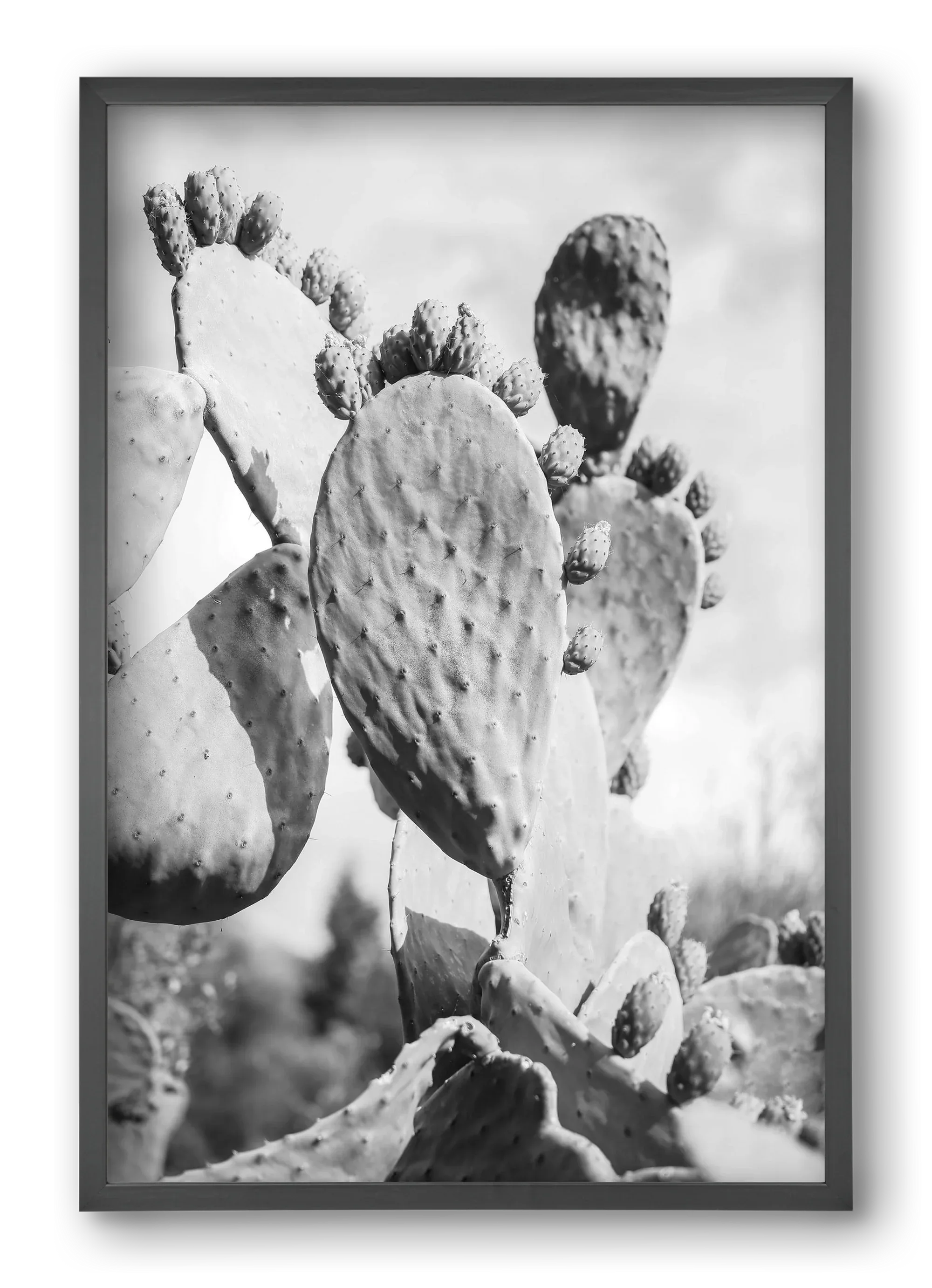 Cacti Cowboy - artbridge