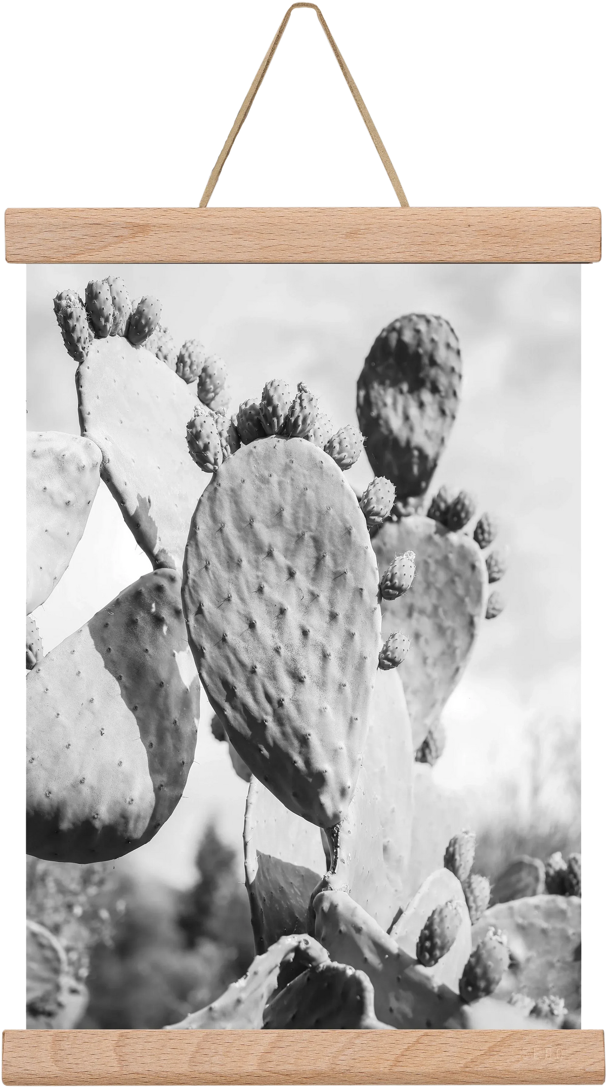 Cacti Cowboy - artbridge