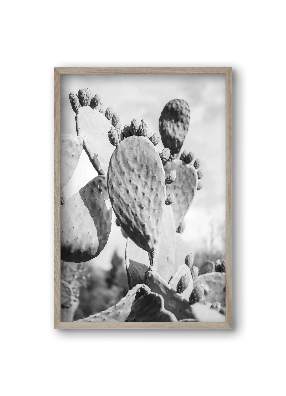 Cacti Cowboy - artbridge