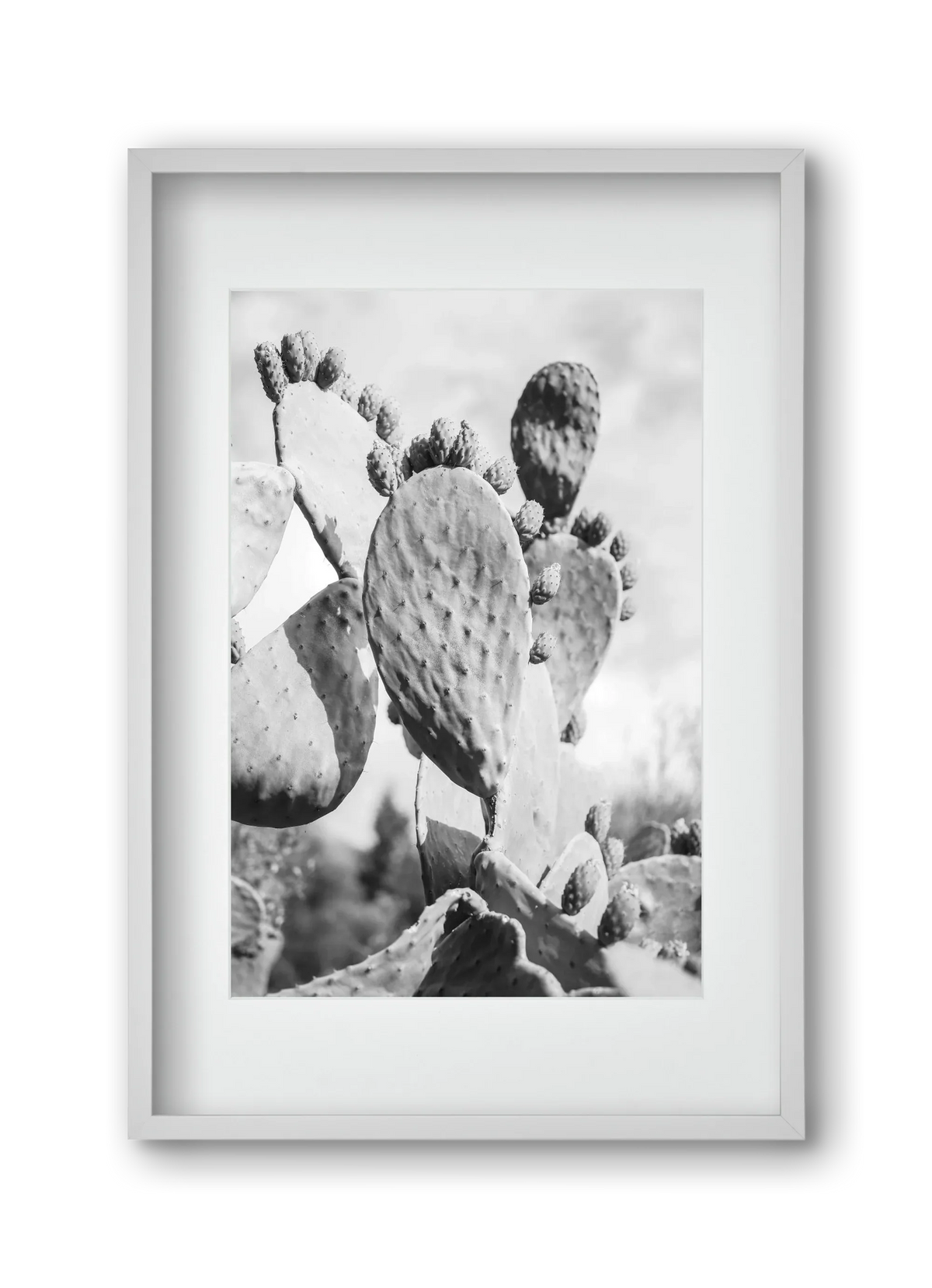 Cacti Cowboy - artbridge