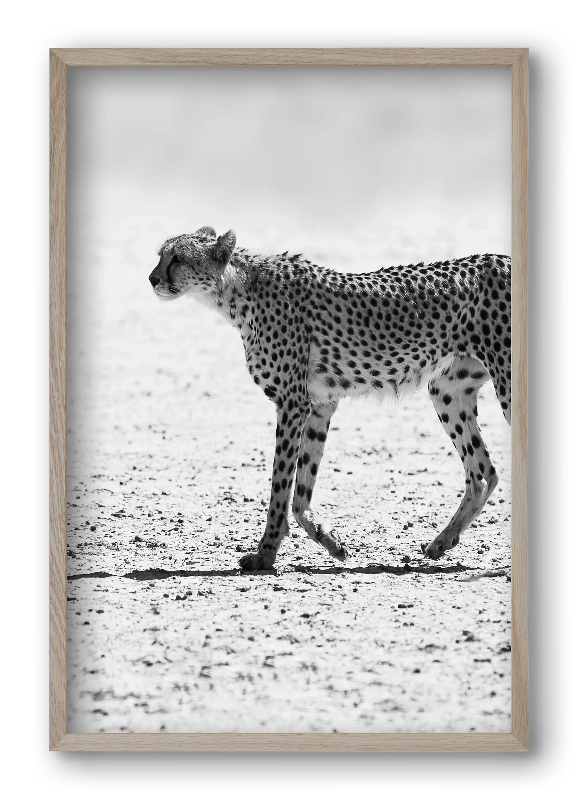 Cheetah - artbridge