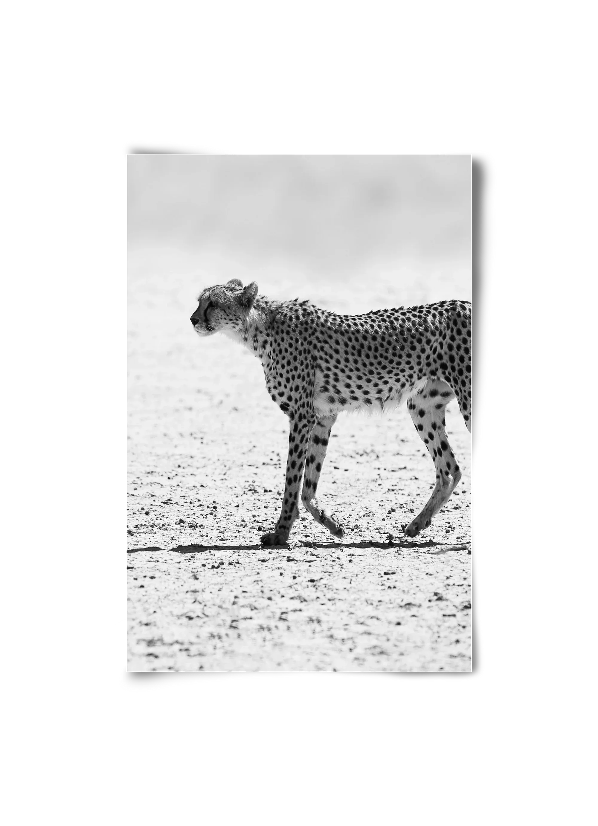 Cheetah - artbridge