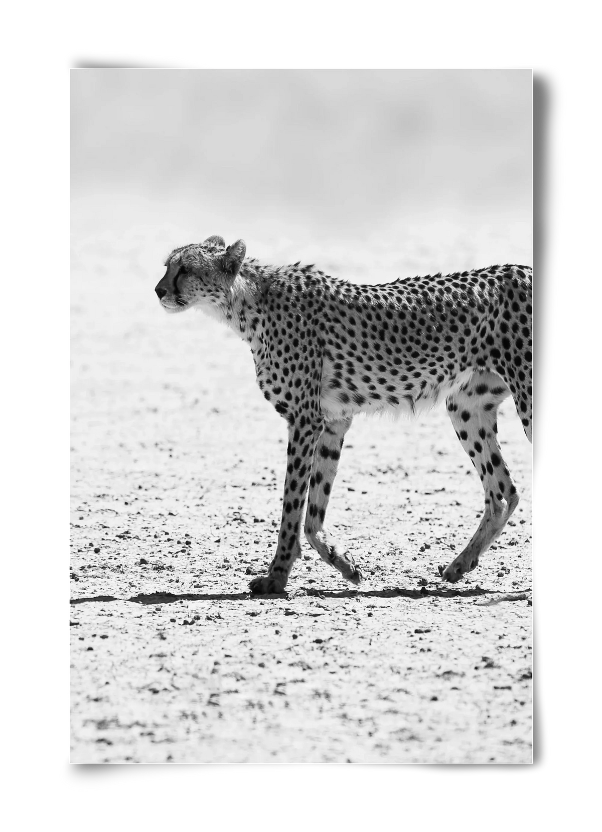 Cheetah - artbridge