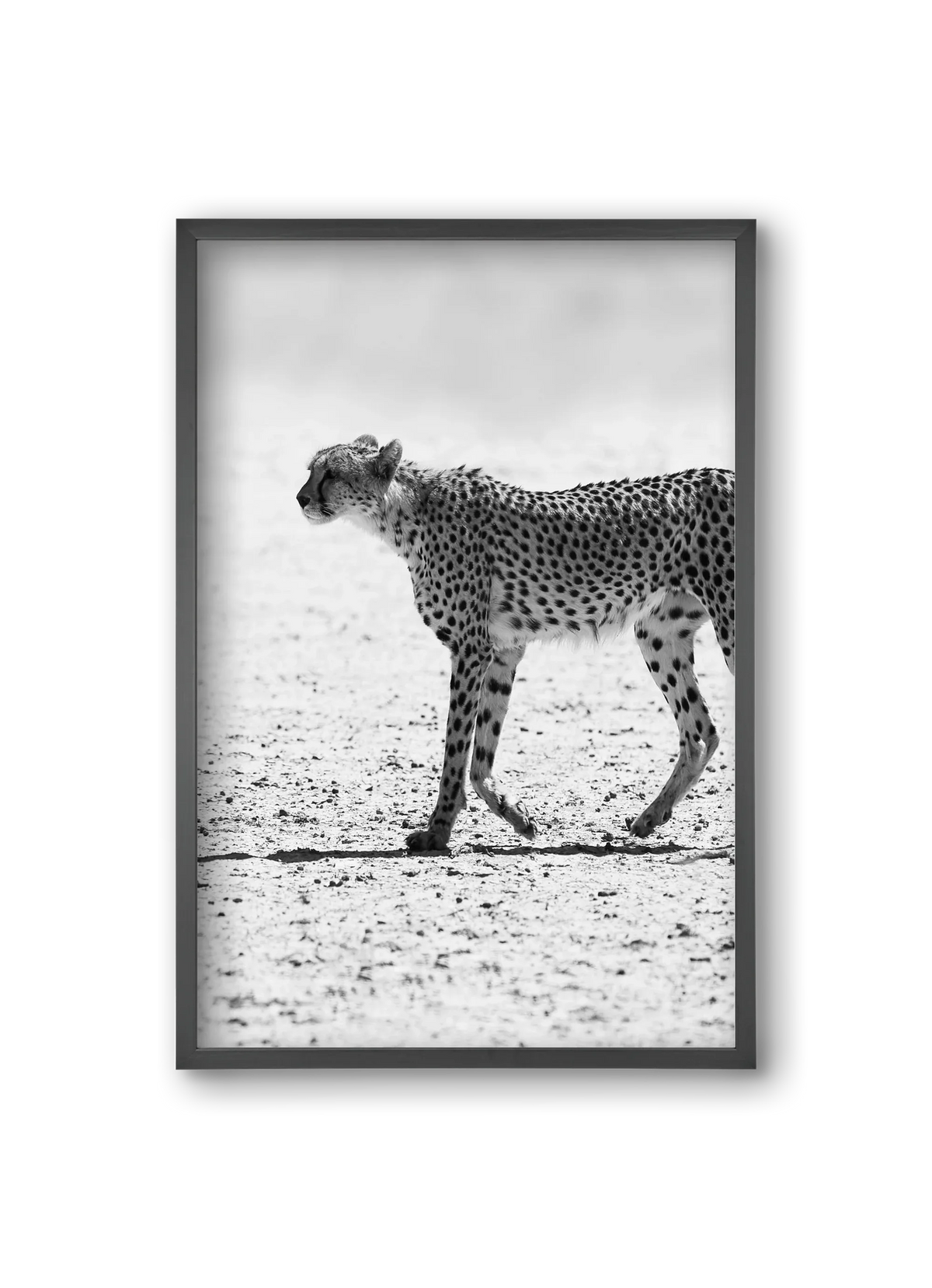 Cheetah - artbridge