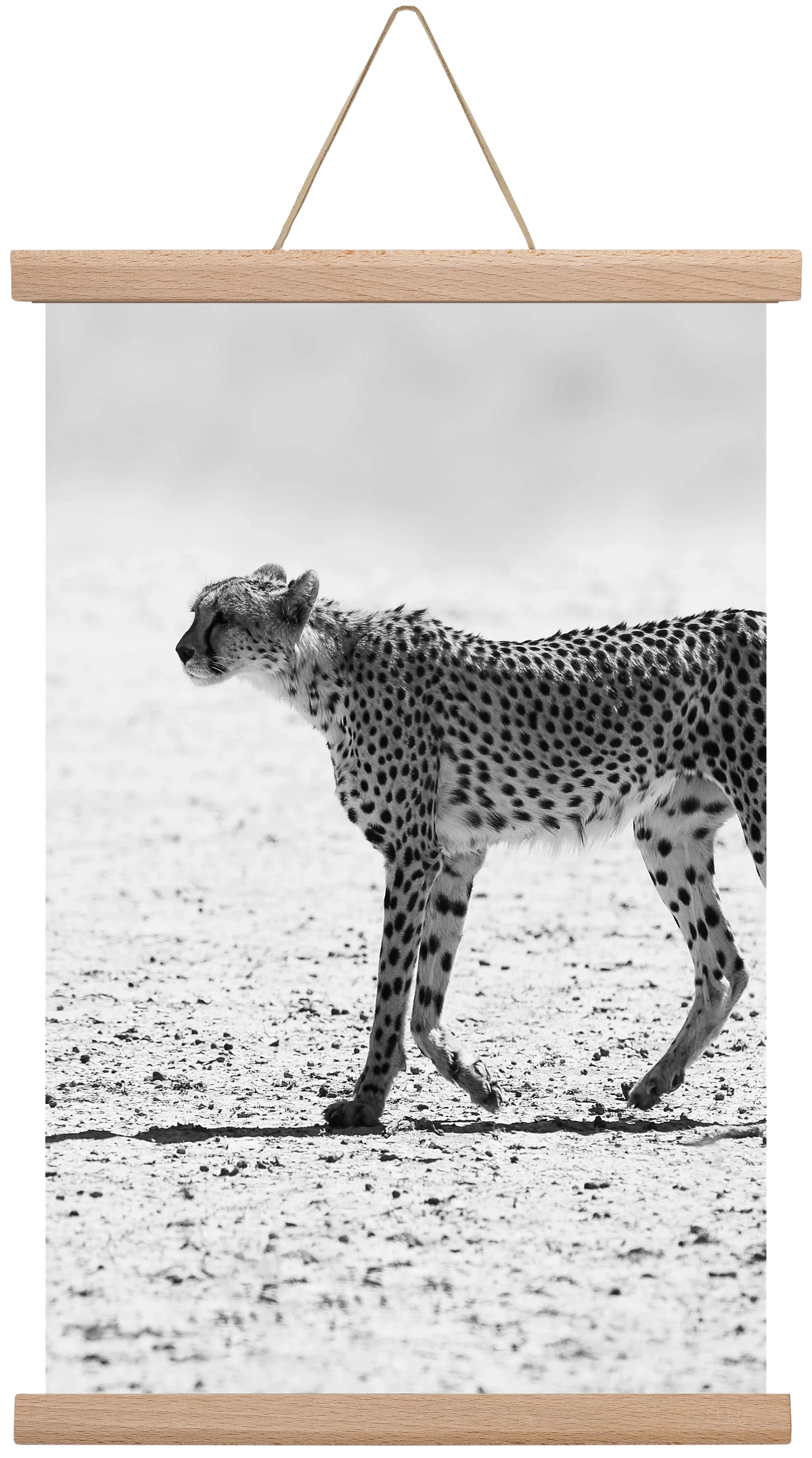 Cheetah - artbridge