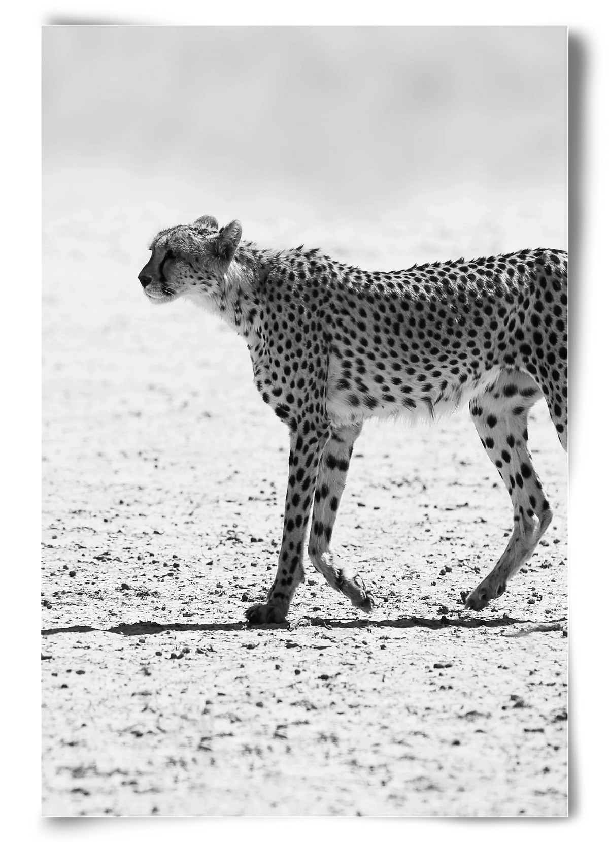 Cheetah - artbridge