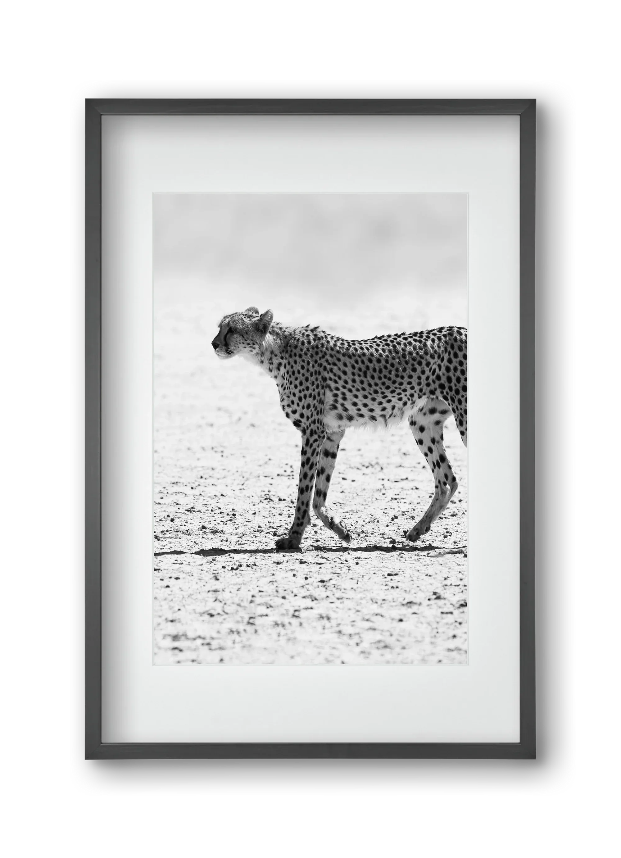 Cheetah - artbridge