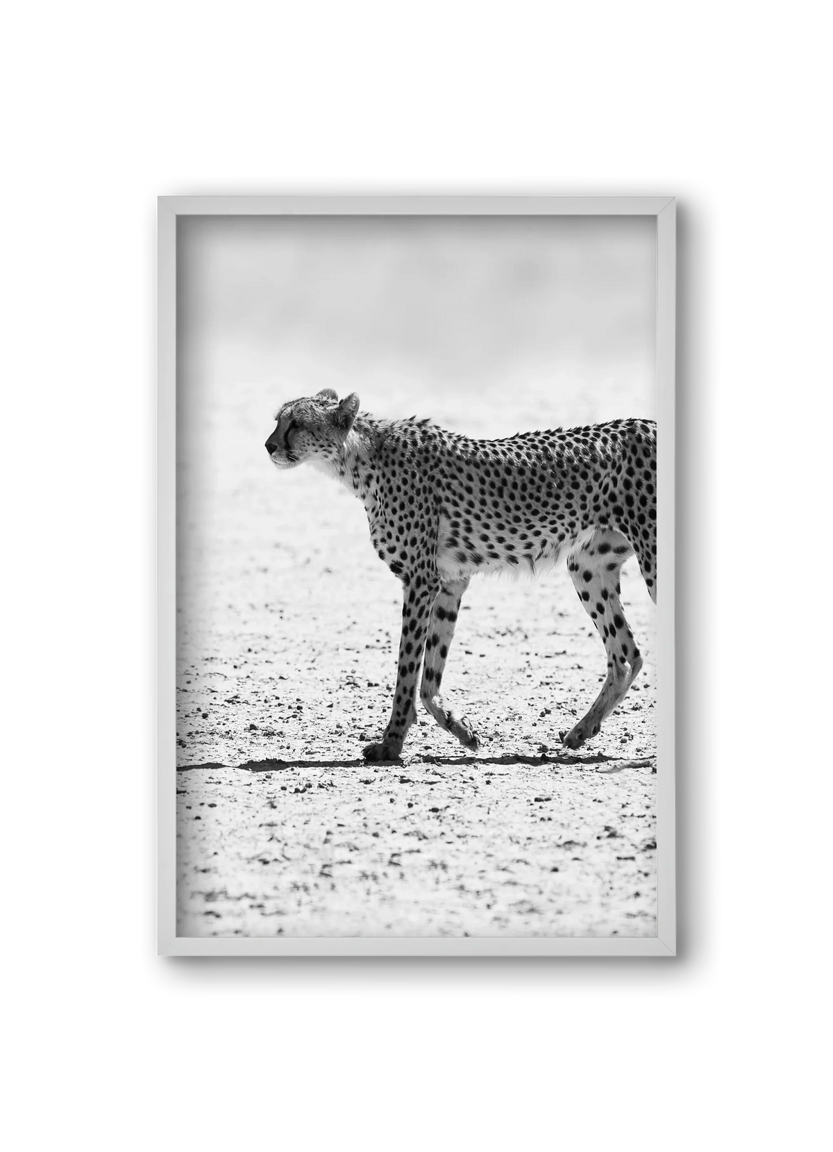 Cheetah - artbridge