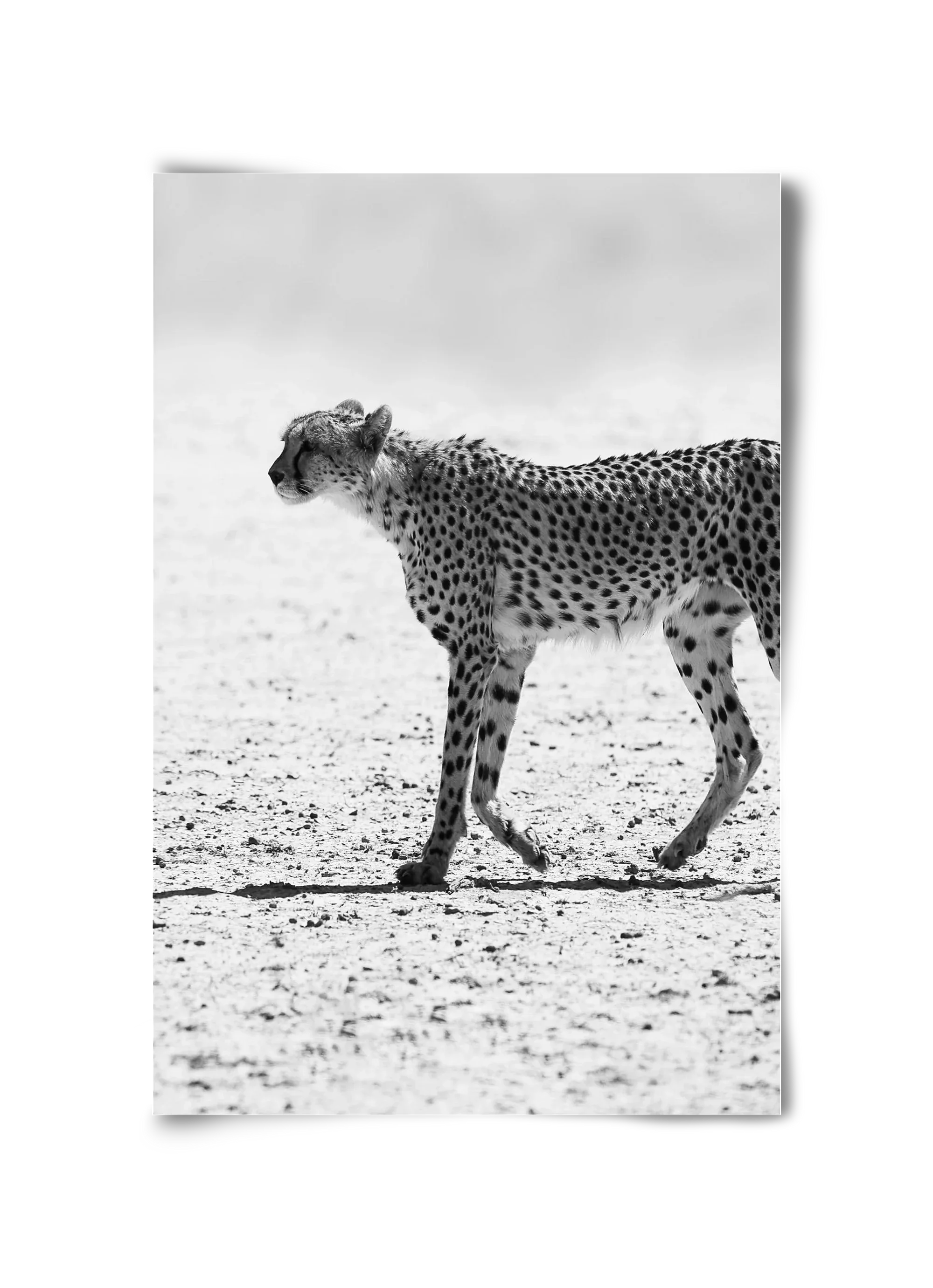 Cheetah - artbridge