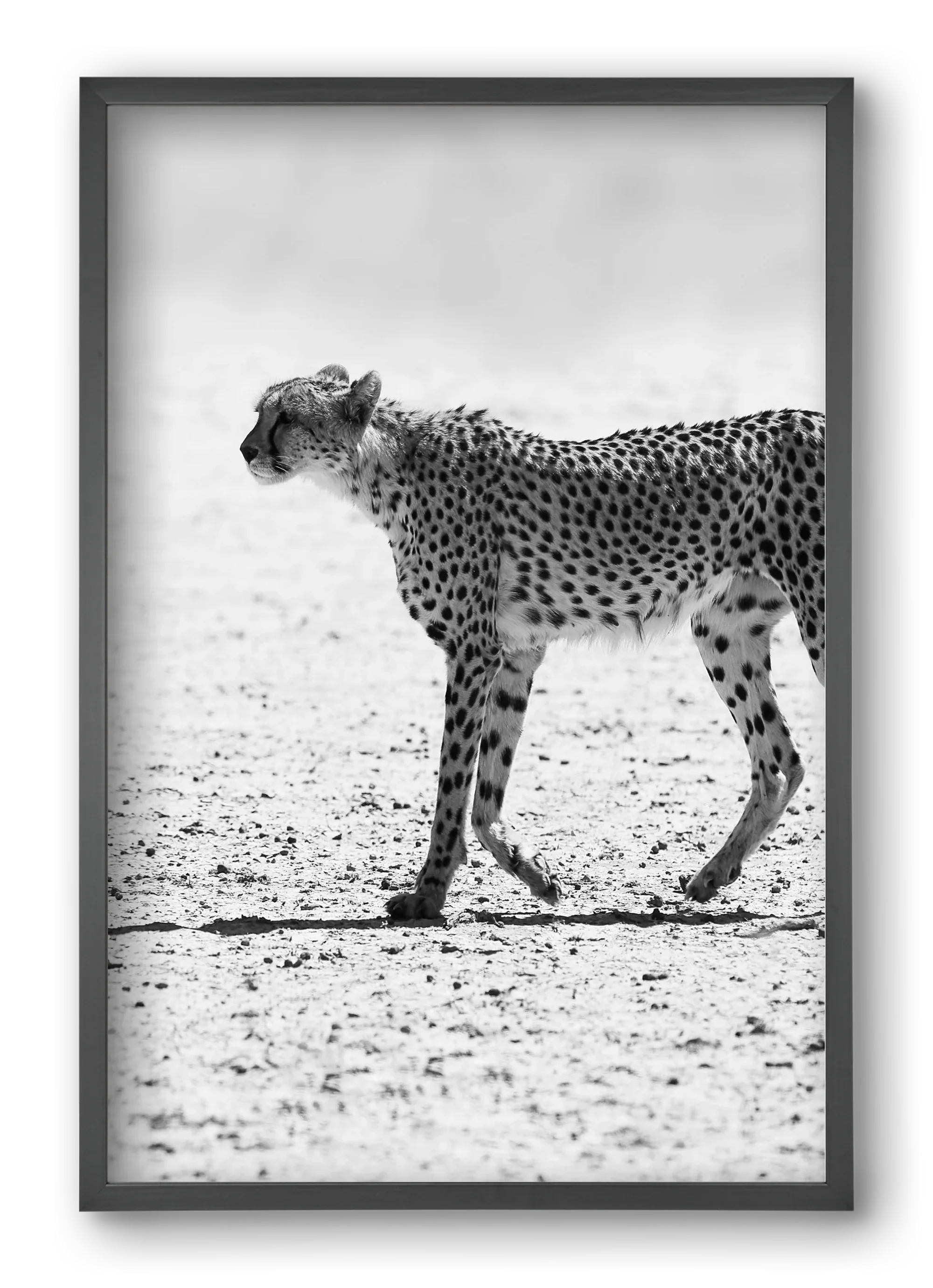Cheetah - artbridge