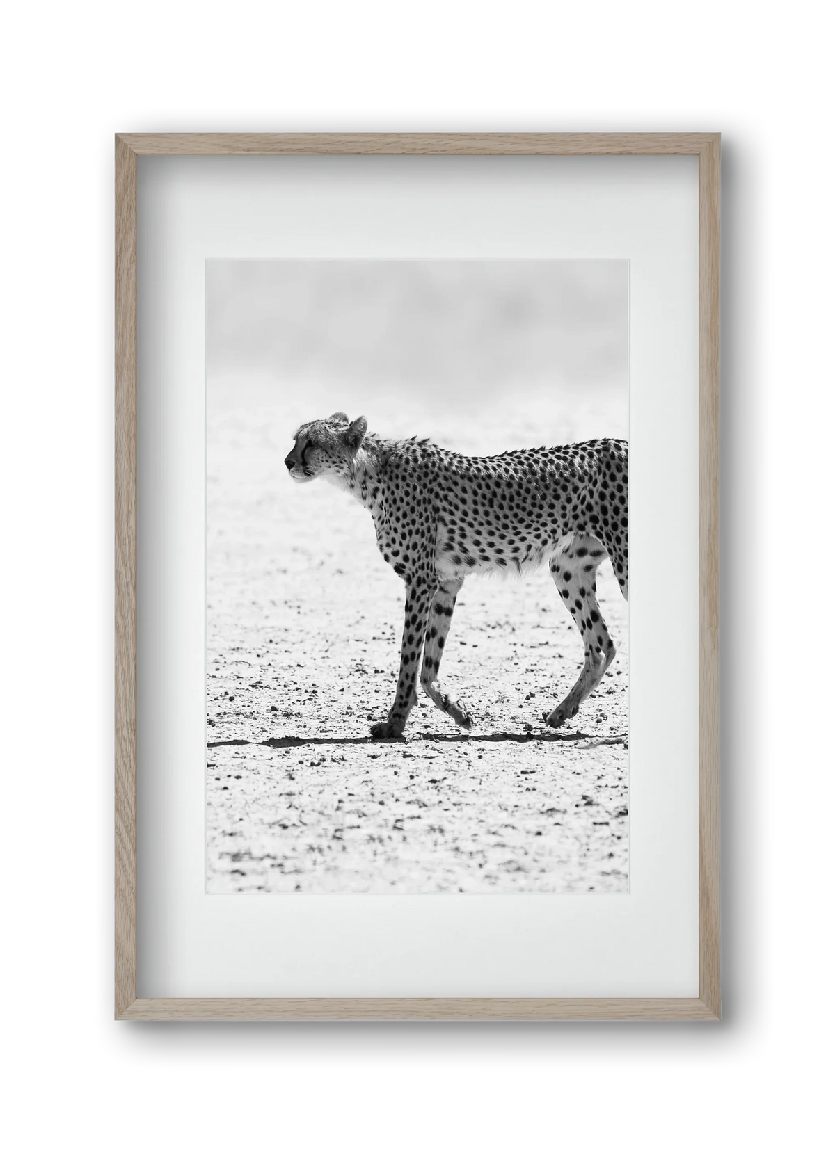 Cheetah - artbridge