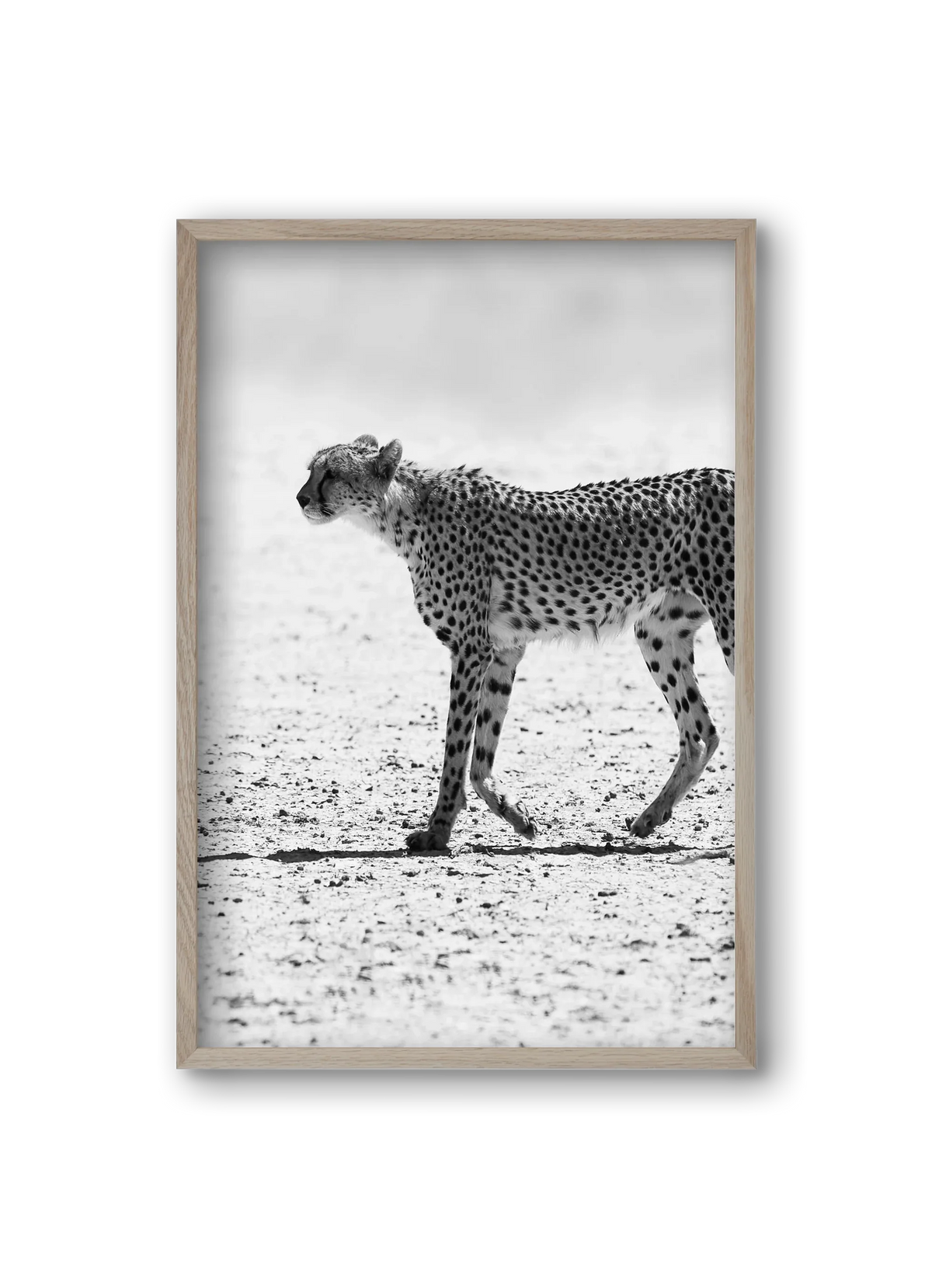 Cheetah - artbridge