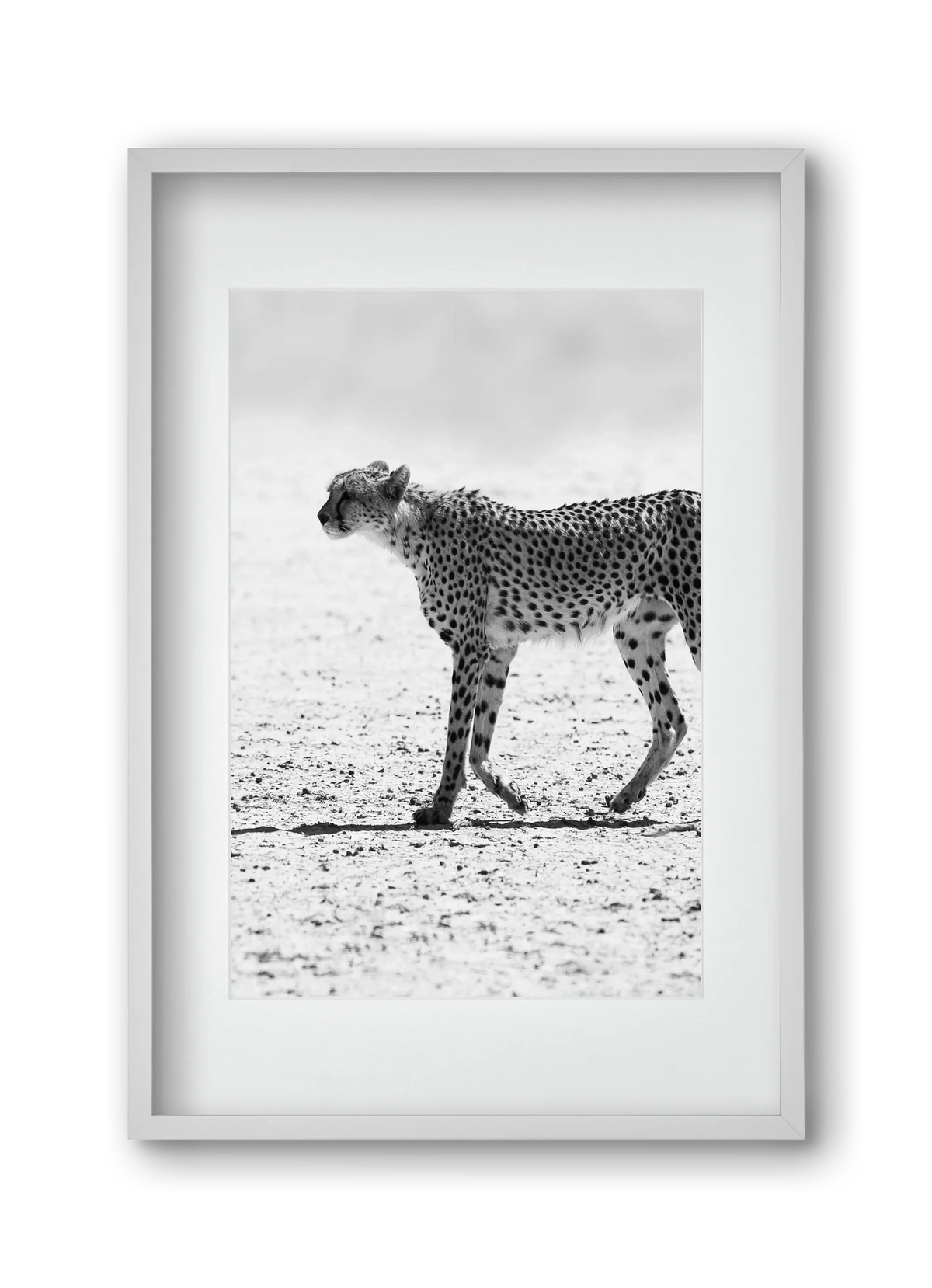 Cheetah - artbridge