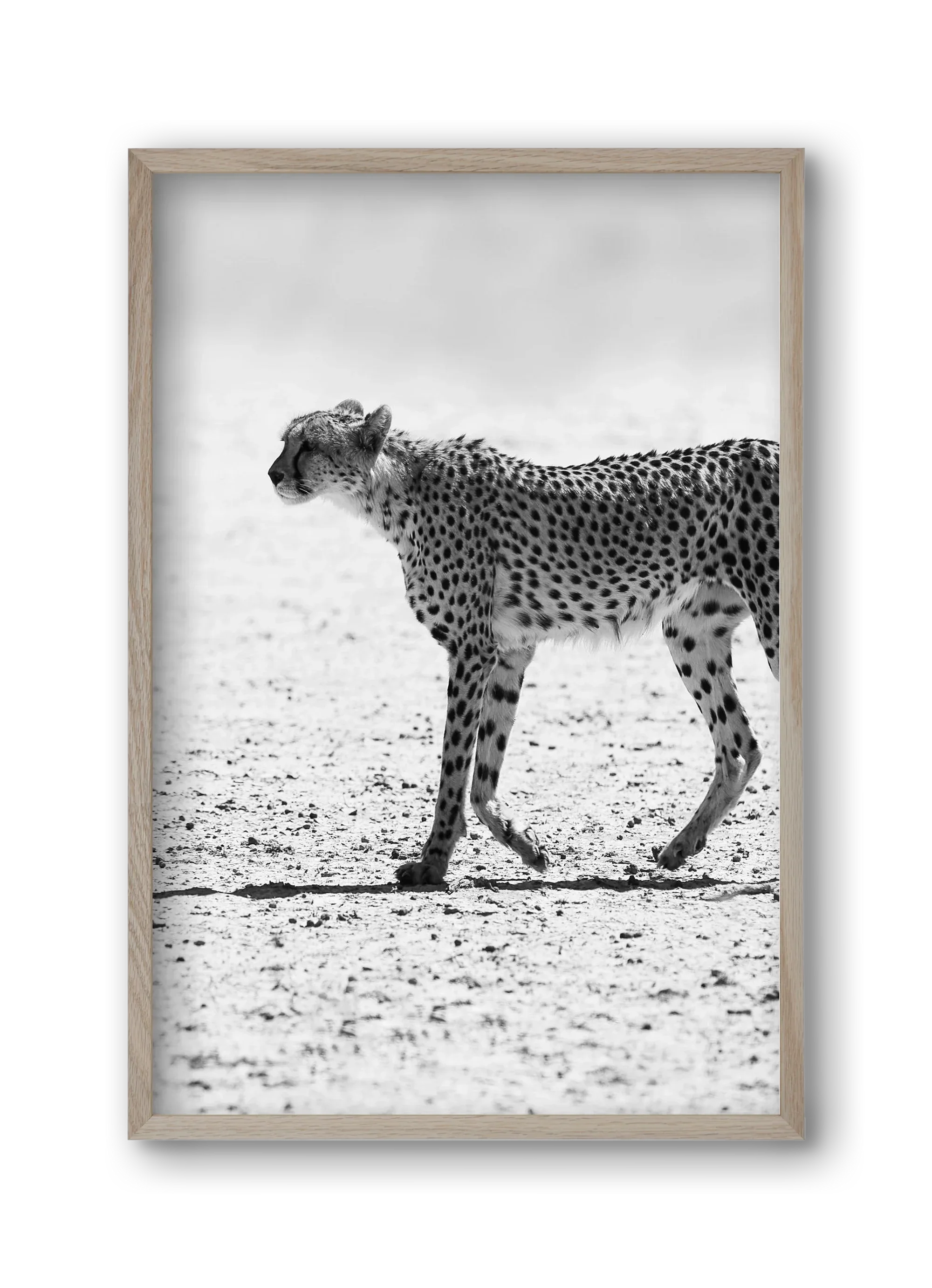 Cheetah - artbridge