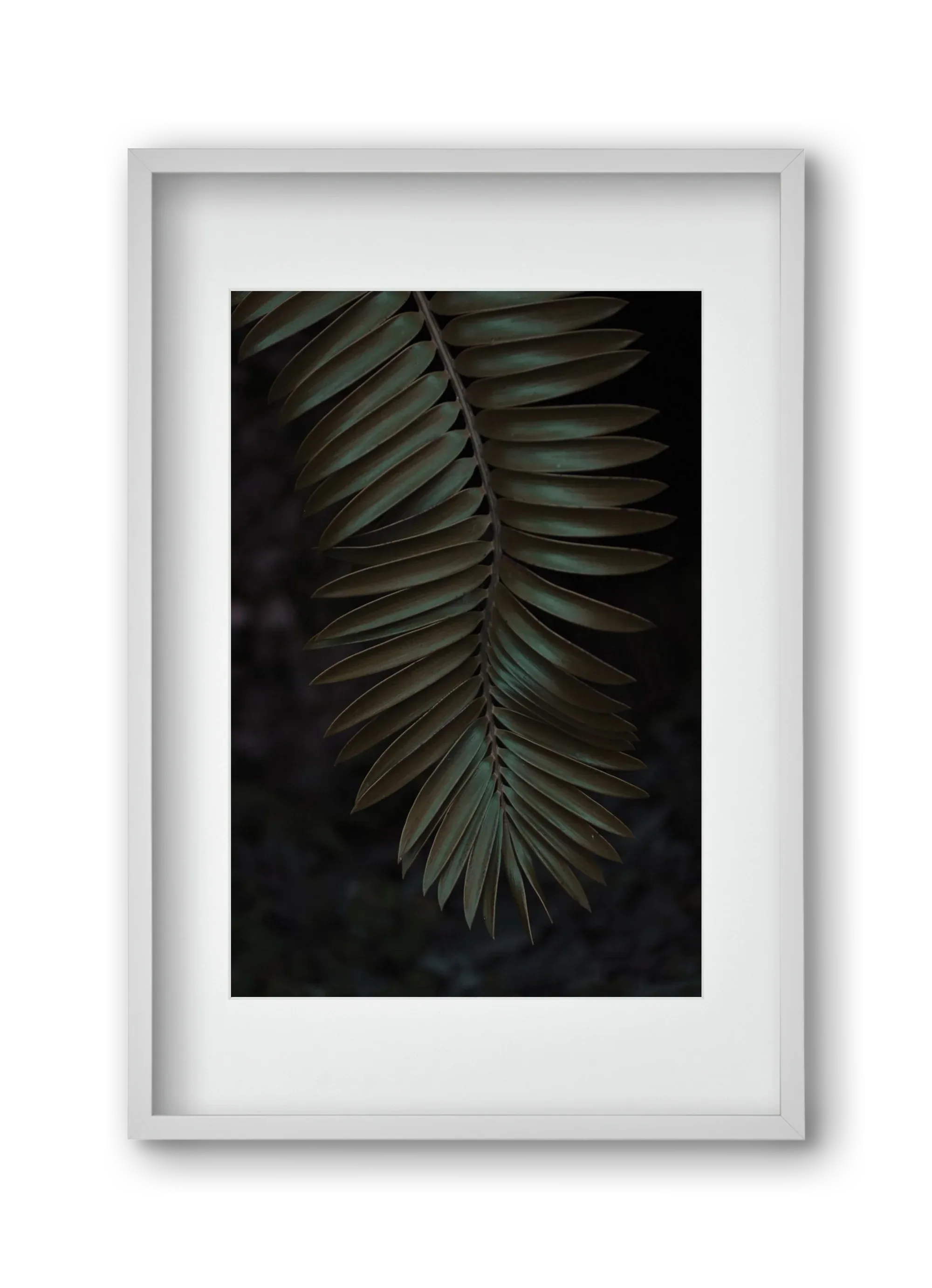 Cycad - artbridge