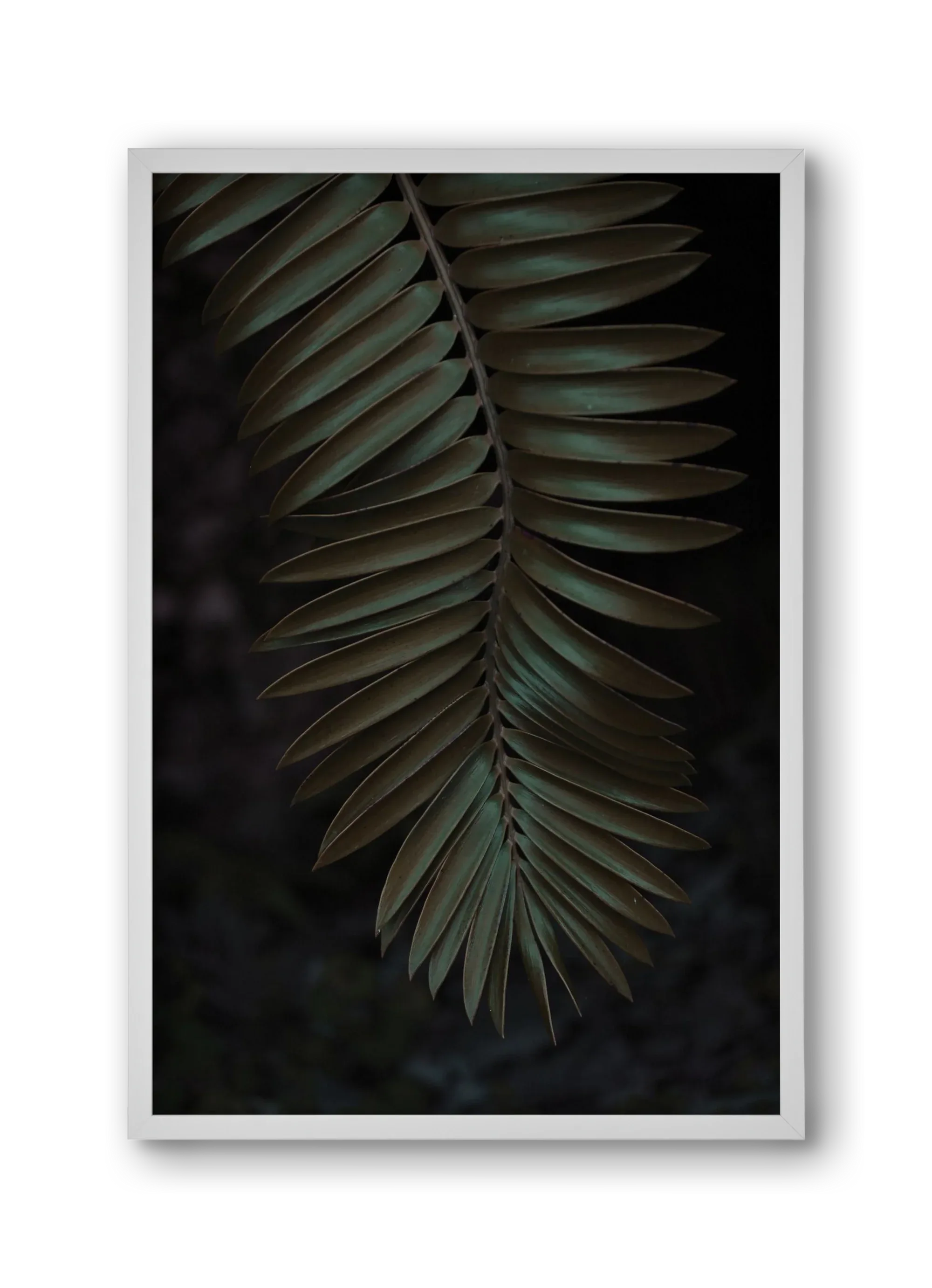 Cycad - artbridge