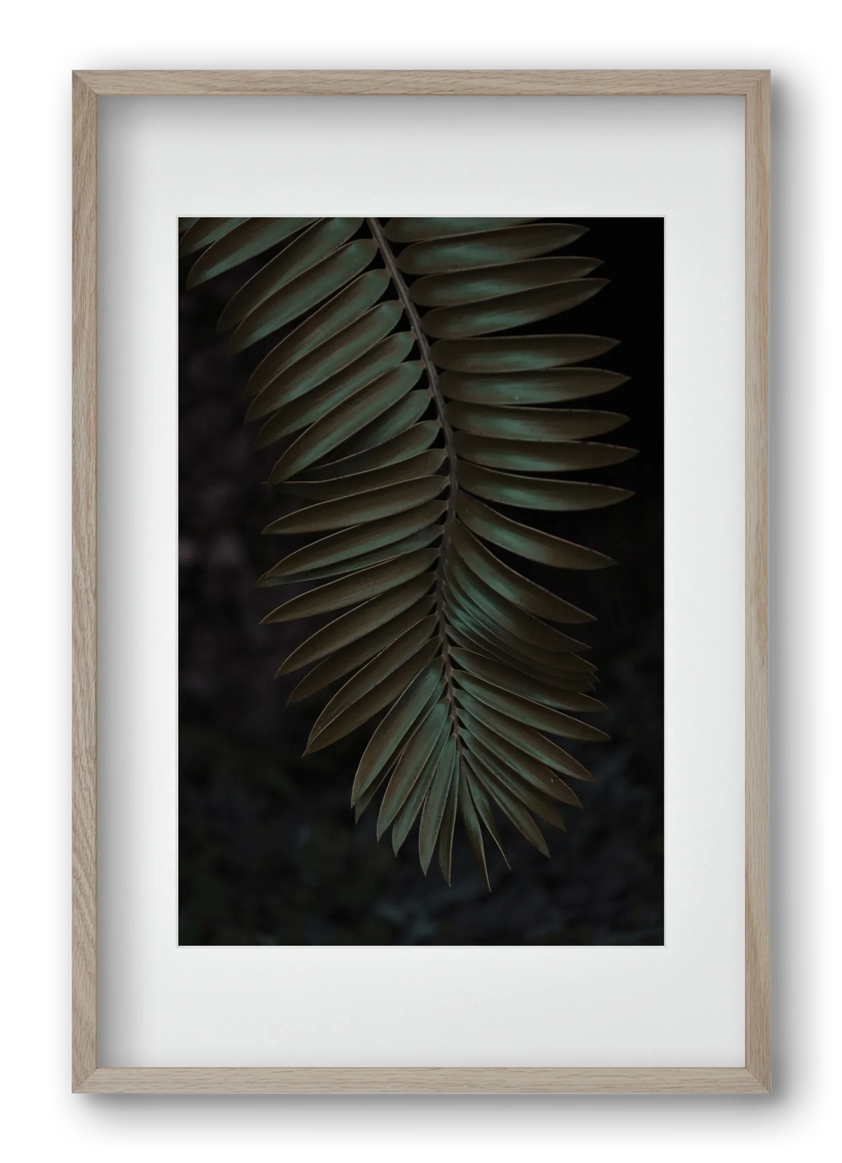 Cycad - artbridge