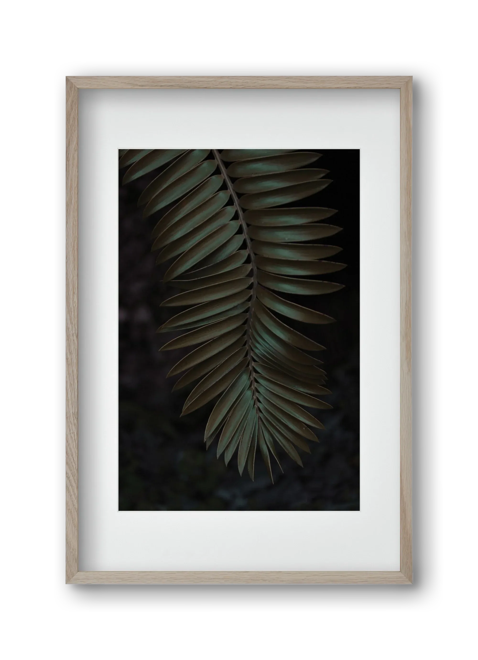 Cycad - artbridge