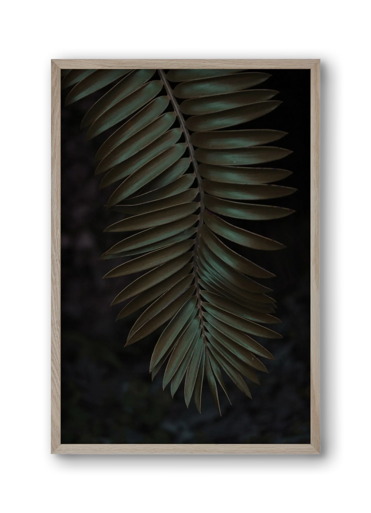 Cycad - artbridge