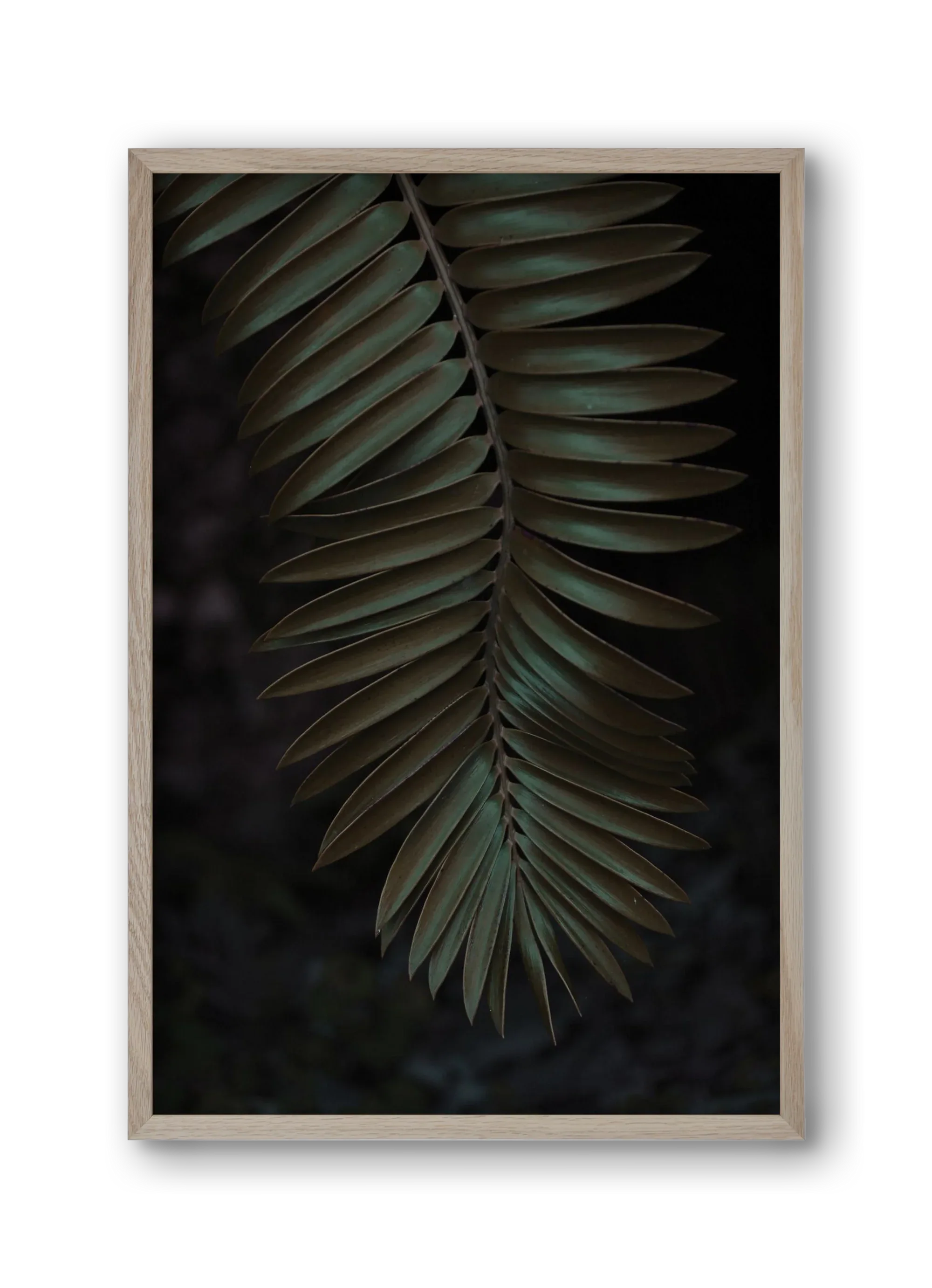 Cycad - artbridge