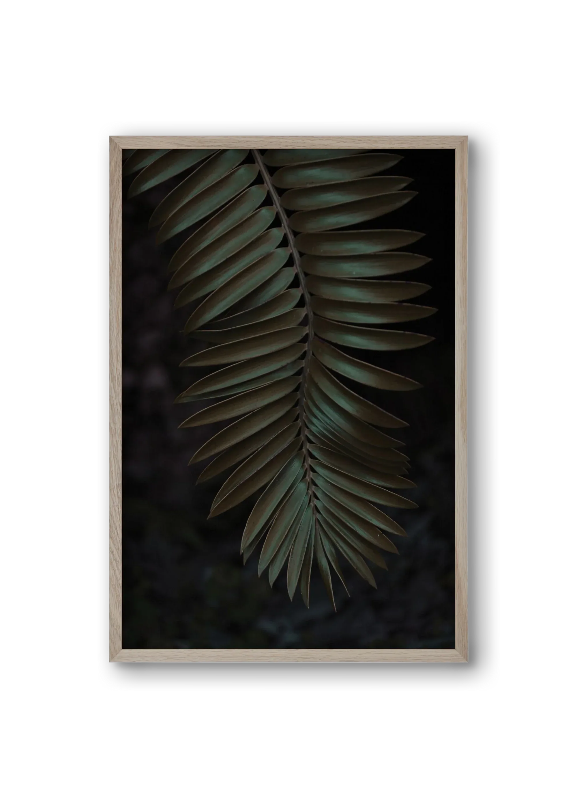 Cycad - artbridge