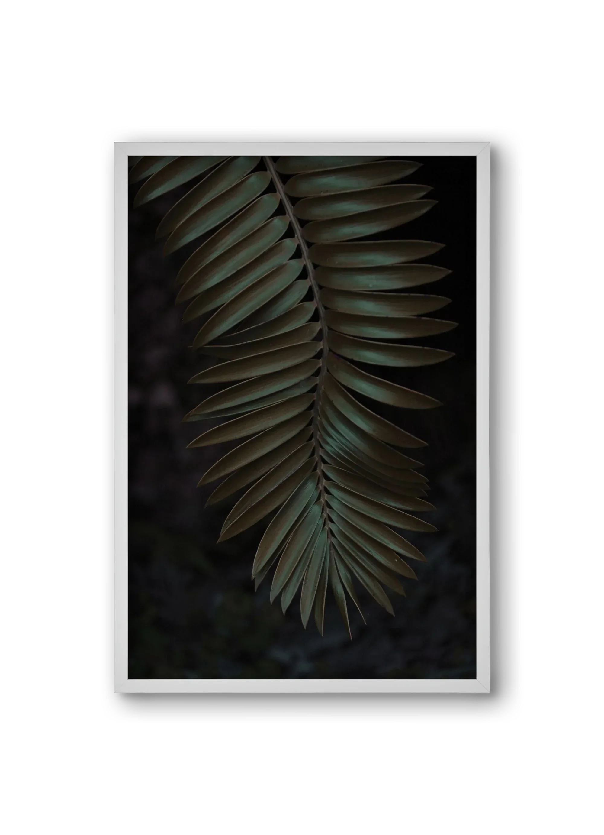 Cycad - artbridge