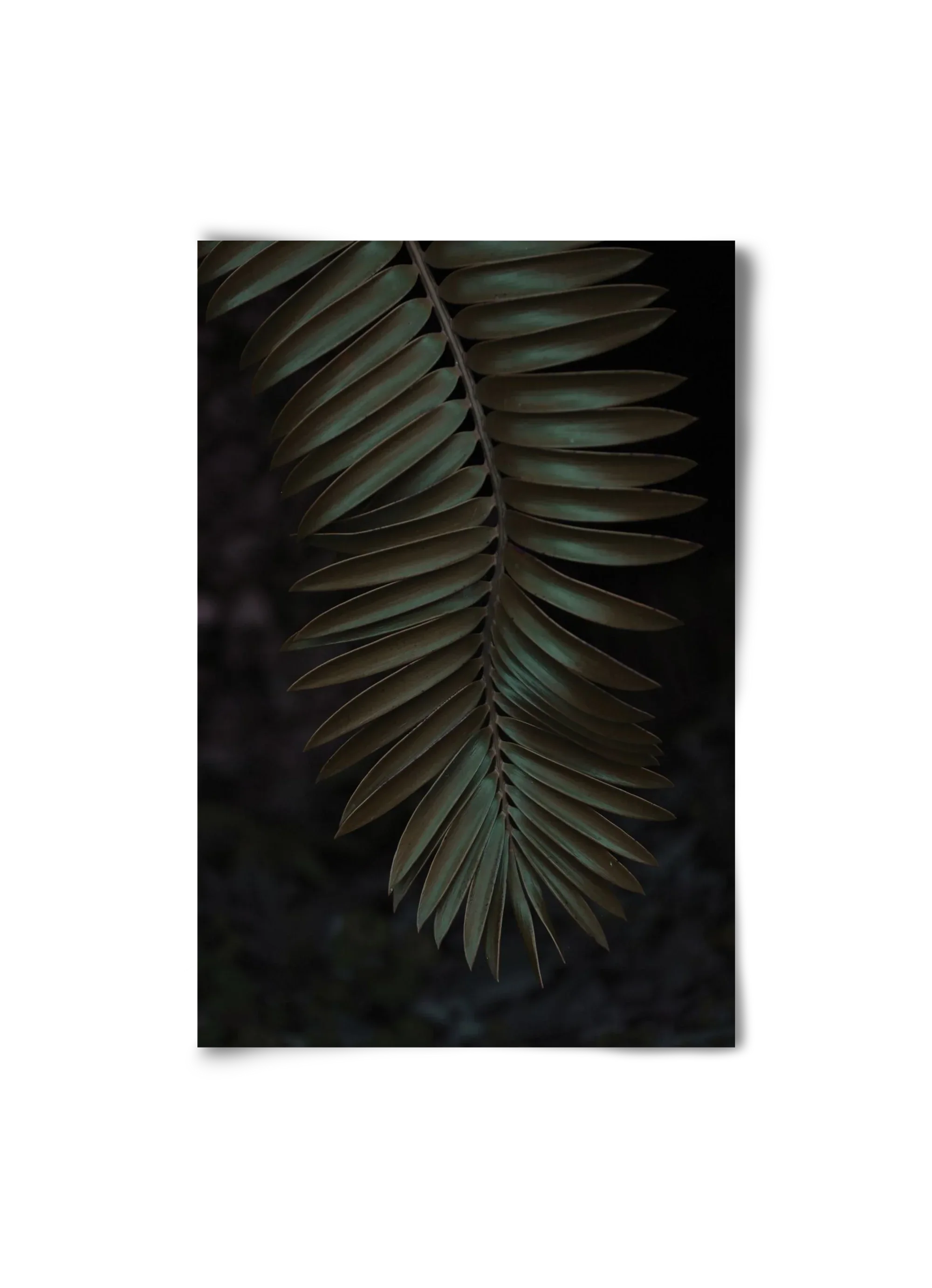 Cycad - artbridge