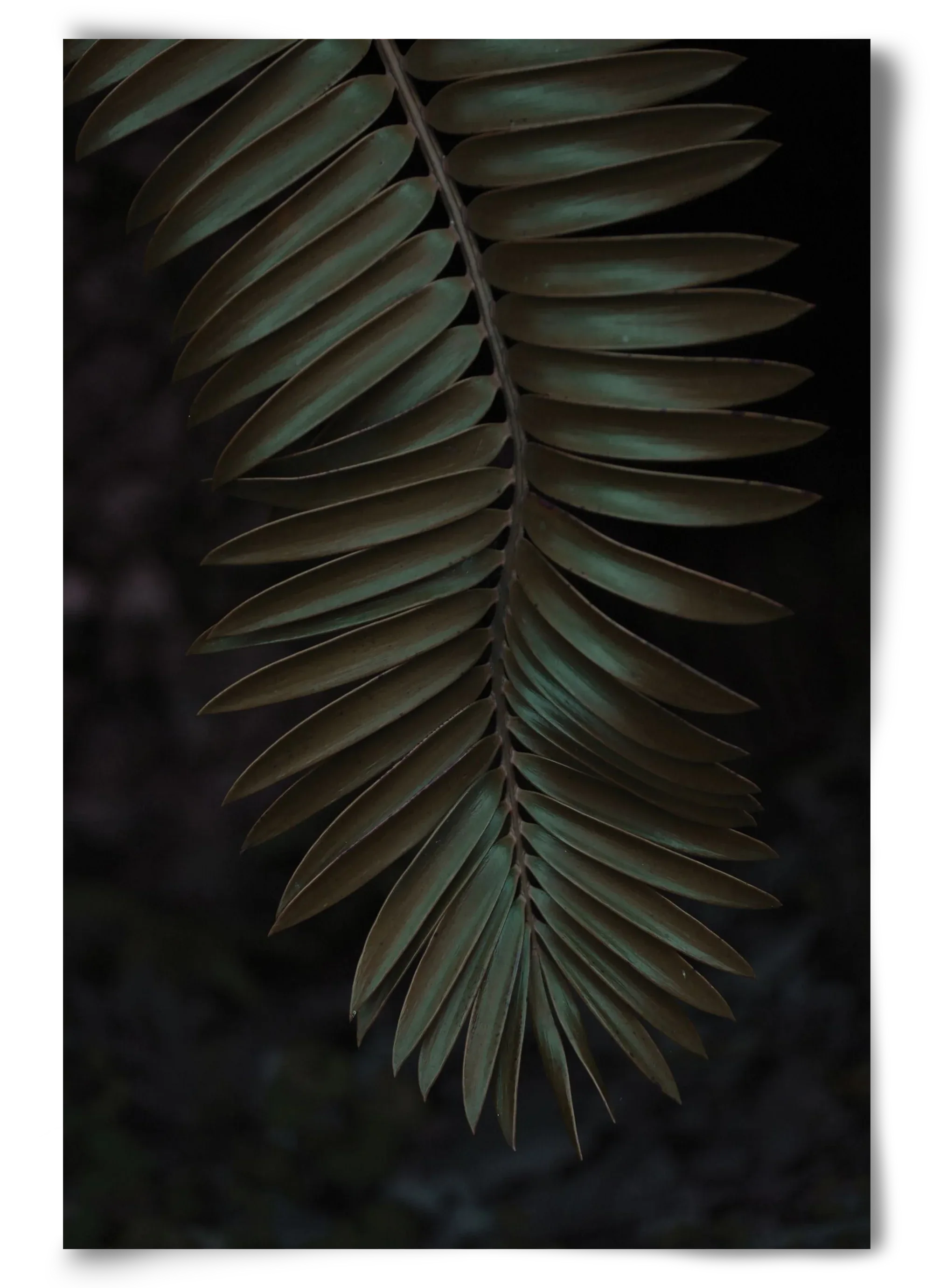 Cycad - artbridge