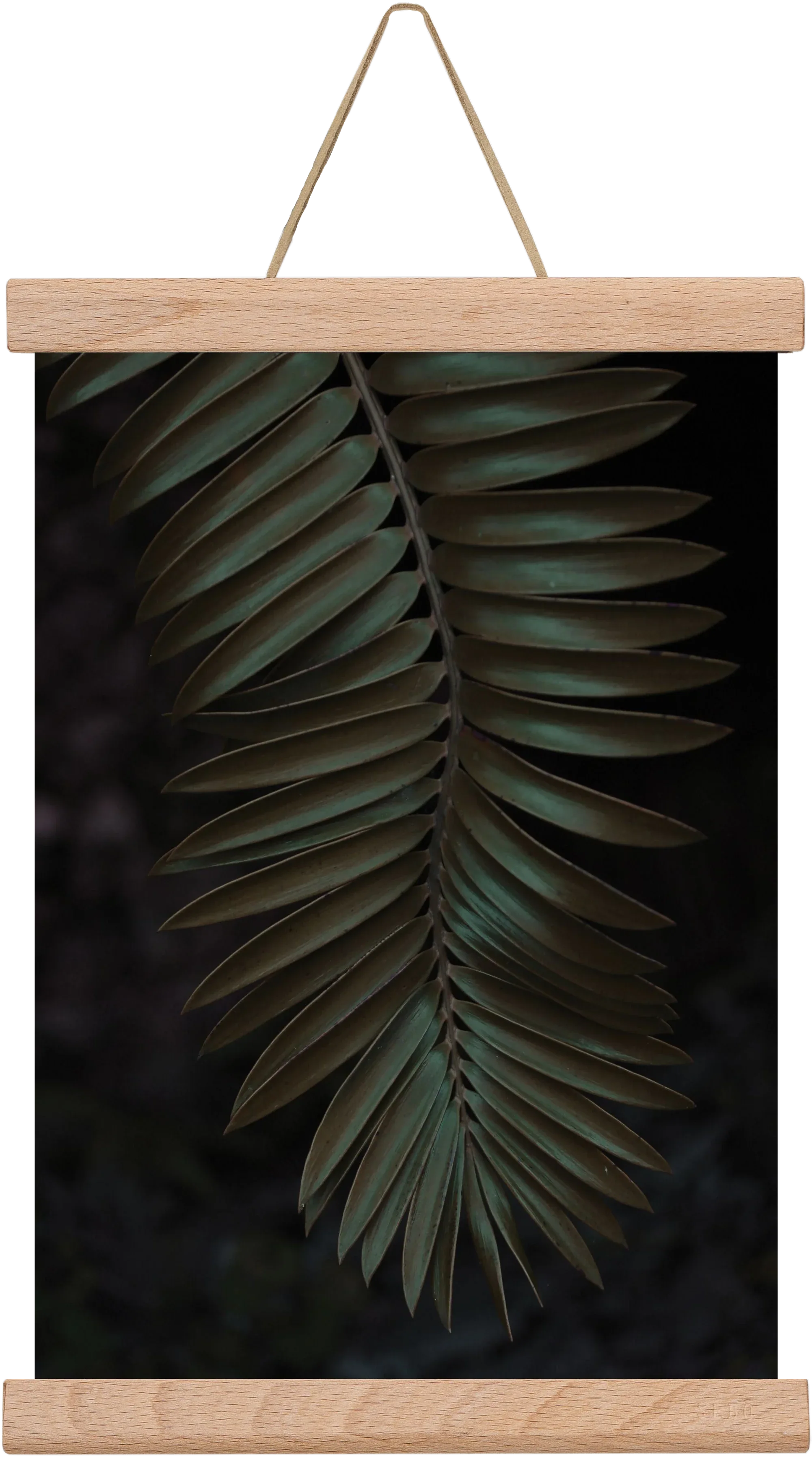 Cycad - artbridge