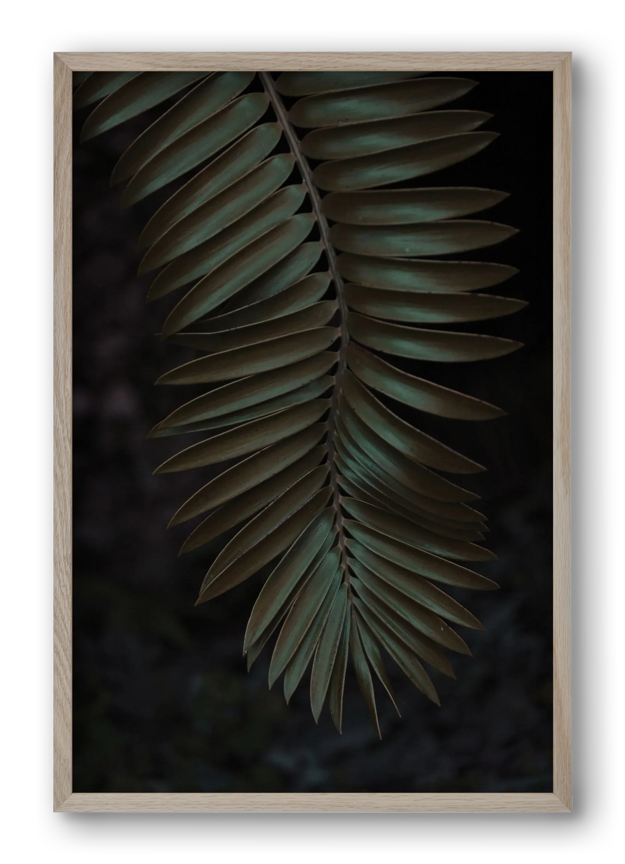 Cycad - artbridge